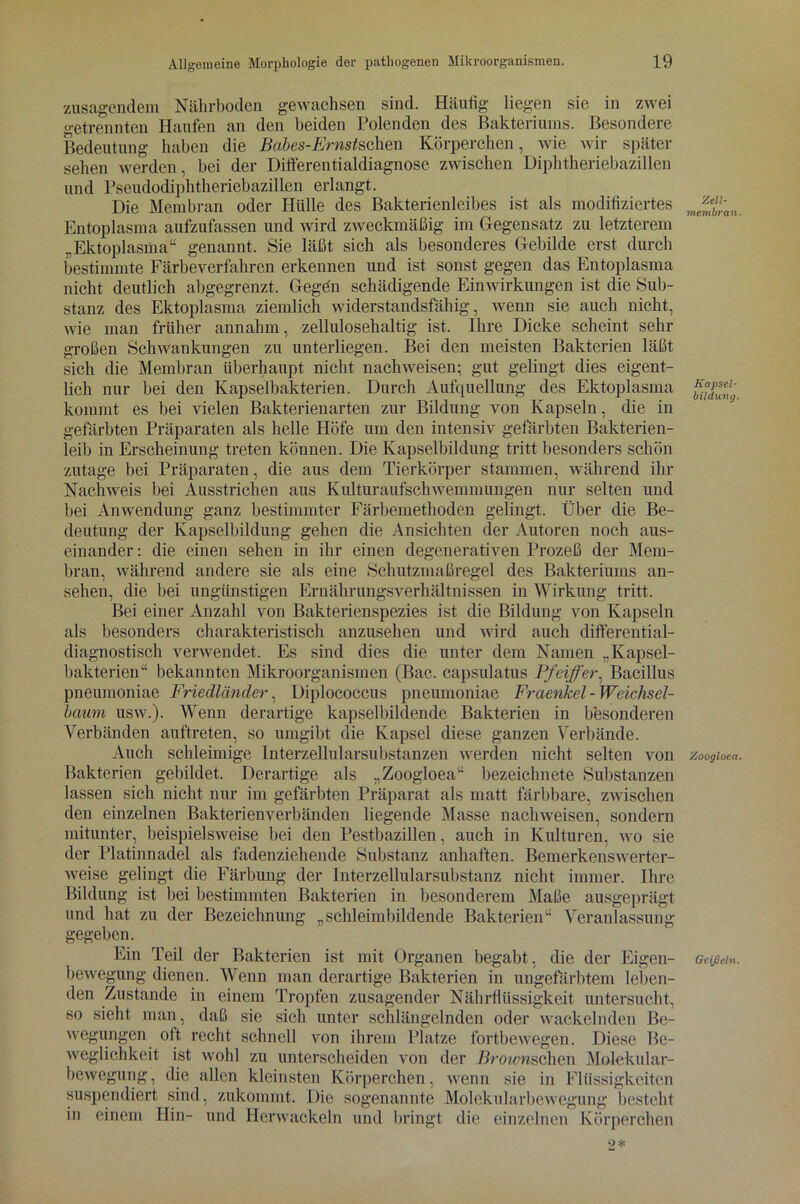 zusagendem Nährboden gewachsen sind. Häufig liegen sie in zwei «etrennten Haufen an den beiden Polenden des Bakteriums. Besondere Bedeutung haben die Babes-Ernstschen Körperchen, wie wir später sehen werden, bei der Differentialdiagnose zwischen Diphtheriebazillen und Pseudodiphtheriebazillen erlangt. Die Membran oder Hülle des Bakterienleibes ist als modifiziertes Entoplasma aufzufassen und wird zweckmäßig im Gegensatz zu letzterem „Ektoplasma“ genannt. Sie läßt sich als besonderes Gebilde erst durch bestimmte Färbeverfahren erkennen und ist sonst gegen das Entoplasma nicht deutlich abgegrenzt. Gegdn schädigende Einwirkungen ist die Sub- stanz des Ektoplasma ziemlich widerstandsfähig, wenn sie auch nicht, wie man früher annahm, zellulosehaltig ist. Ihre Dicke scheint sehr großen Schwankungen zu unterliegen. Bei den meisten Bakterien läßt sich die Membran überhaupt nicht nachweisen; gut gelingt dies eigent- lich nur bei den Kapselbakterien. Durch Aufquellung des Ektoplasma kommt es bei vielen Bakterienarten zur Bildung von Kapseln, die in gefärbten Präparaten als helle Höfe um den intensiv gefärbten Bakterien- leib in Erscheinung treten können. Die Kapselbildung tritt besonders schön zutage bei Präparaten, die aus dem Tierkörper stammen, während ihr Nachweis bei Ausstrichen aus Kulturaufschwemmungen nur selten und bei Anwendung ganz bestimmter Färbemethoden gelingt. Über die Be- deutung der Kapselbildung gehen die Ansichten der Autoren noch aus- einander : die einen sehen in ihr einen degenerativen Prozeß der Mem- bran, während andere sie als eine Schutzmaßregel des Bakteriums an- sehen, die bei ungünstigen Ernährungsverhältnissen in Wirkung tritt. Bei einer Anzahl von Bakterienspezies ist die Bildung von Kapseln als besonders charakteristisch anzusehen und wird auch differential- diagnostisch verwendet. Es sind dies die unter dem Namen „Kapsel- bakterien“ bekannten Mikroorganismen (Bac. capsulatus Pfeiffer, Bacillus pneumoniae Friedländer, Diplococcus pneumoniae Frcienkel-Weichsel- baum usw.). Wenn derartige kapselbildende Bakterien in besonderen Verbänden auftreten, so umgibt die Kapsel diese ganzen Verbände. Auch schleimige Interzellularsubstanzen werden nicht selten von Bakterien gebildet. Derartige als „Zoogloea“ bezeichnete Substanzen lassen sich nicht nur im gefärbten Präparat als matt färbbare, zwischen den einzelnen Bakterienverbänden liegende Masse nachweisen, sondern mitunter, beispielsweise bei den Pestbazillen, auch in Kulturen, wo sie der Platinnadel als fadenziehende Substanz anhaften. Bemerkenswerter- weise gelingt die Färbung der Interzellularsubstanz nicht immer. Ihre Bildung ist bei bestimmten Bakterien in besonderem Maße ausgeprägt und hat zu der Bezeichnung „schleimbildende Bakterien“ Veranlassung- gegeben. Ein Teil der Bakterien ist mit Organen begabt, die der Eigen- bewegung dienen. Wenn man derartige Bakterien in ungefärbtem leben- den Zustande in einem Tropfen zusagender Nährflüssigkeit untersucht, so sieht man, daß sie sich unter schlängelnden oder wackelnden Be- wegungen oft recht schnell von ihrem Platze fortbewegen. Diese Be- weglichkeit ist wohl zu unterscheiden von der jßroiewschen Molekular- bewegung , die allen kleinsten Körperchen, wenn sie in Flüssigkeiten suspendiert sind, zukommt. Die sogenannte Molekularbewegung besteht in einem Hin- und Herwackeln und bringt die einzelnen Körperchen 9* Zell- membran. Kapsel- bildung. Zoogloea. Geißeln.