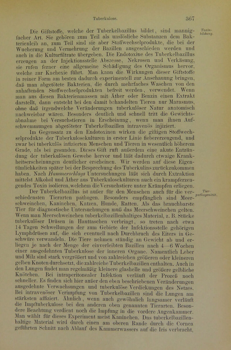 Die Giftstoffe, welche der Tuberkelbazillus bildet, sind mannig- facher Art. Sie gehören zum Teil als unslösliche Substanzen dem Bak- terienleib an, zum Teil sind sie aber Stoffwechselprodukte, die bei der Wucherung und Vermehrung der Bazillen ausgeschieden werden und auch in die Kulturfiltrate übergeben. Die Endotoxine des Tuberkelbazillus erzeugen an der Injektionsstelle Abszesse, Nekrosen und Verkäsung, sie rufen ferner eine allgemeine Schädigung des Organismus hervor, welche zur Kachexie führt. Man kann die Wirkungen dieser Giftstoffe in reiner Form am besten dadurch experimentell zur Anschauung bringen, daß man abgetötete Bakterien, die durch mehrfaches Waschen von den anhaftenden Stoffwechselprodukten befreit werden, verwendet. Wenn man aus diesen Bakterienmassen mit Äther oder Benzin einen Extrakt darstellt, dann entsteht bei den damit behandelten Tieren nur Marasmus, ohne daß irgendwelche Veränderungen tuberkulöser Natur anatomisch nachweisbar wären. Besonders deutlich und schnell tritt die Gewichts- abnahme bei Versuchstieren in Erscheinung, wenn man ihnen Auf- schwemmungen abgetöteter Tuberkelbazillen intravenös injiziert. Im Gegensatz zu den Endotoxinen wirken die giftigen Stoffwech- selprodukte der Tuberkulosekulturen in erster Linie fiebererzeugend, und zwar bei tuberkulös infizierten Menschen und Tieren in wesentlich höherem Grade, als bei gesunden. Dieses Gift ruft außerdem eine akute Entzün- dung der tuberkulösen Gewebe hervor und läßt dadurch etwaige Krank- heitserscheinungen deutlicher erscheinen. Wir werden auf diese Eigen- tümlichkeiten später bei der Besprechung des Tuberkulins zurückzukommen haben. Nach Hammersrhlags Untersuchungen läßt sich durch Extraktion mittelst Alkohol und Äther aus Tuberkulosekulturen auch ein krampferzeu- gendes Toxin isolieren, welchem die Versuchstiere unter Krämpfen erliegen. Der Tuberkelbazillus ist außer für den Menschen auch für die ver- schiedensten Tierarten pathogen. Besonders empfänglich sind Meer- schweinchen, Kaninchen, Katzen. Hunde, Ratten. Als das brauchbarste Tier für diagnostische Untersuchungen muß das Meerschweinchen gelten. Wenn man Meerschweinchen tuberkelbazillenhaltiges Material, z. B. Stücke tuberkulöser Drüsen in Hauttaschen verbringt, so treten nach etwa 14 Tagen Schwellungen der zum Gebiete der Infektionsstelle gehörigen Lymphdrüsen auf, die sich eventuell nach Durchbruch des Eiters in Ge- schwüre verwandeln. Die Tiere nehmen ständig an Gewicht ab und er- liegen je nach der Menge der einverleibten Bazillen nach 4—6 Wochen einer ausgedehnten Tuberkulose der inneren Organe. Namentlich Leber und Milz sind stark vergrößert und von zahlreichen größeren oder kleineren gelben Knoten durchsetzt, die zahlreiche Tuberkelbazillen enthalten. Auch in den Lungen findet man regelmäßig kleinere glashelle und größere gelbliche Knötchen. Bei intraperitonealer Infektion verläuft der Prozeß noch schneller. Es finden sich hier außer den eben beschriebenen Veränderungen ausgedehnte Verwachsungen und tuberkulöse Verdickungen des Netzes. Bei intravenöser \ erimpfung von Tuberkelbazillen sind die Lungen am stärksten affiziert. Ähnlich, wenn auch gewöhnlich langsamer verläuft die Impftuberkulose bei den anderen oben genannten Tierarten. Beson- dere Beachtung verdient noch die Impfung in die vordere Augenkammer. Man wählt für dieses Experiment meist Kaninchen. Das tuberkelbazillen- haltige Material wird durch einen am oberen Rande durch die Cornea geführten »Schnitt nach Ablauf des Kammerwassers auf die Iris verbracht. Toxin- bilduvg. Tier- pathogenität.
