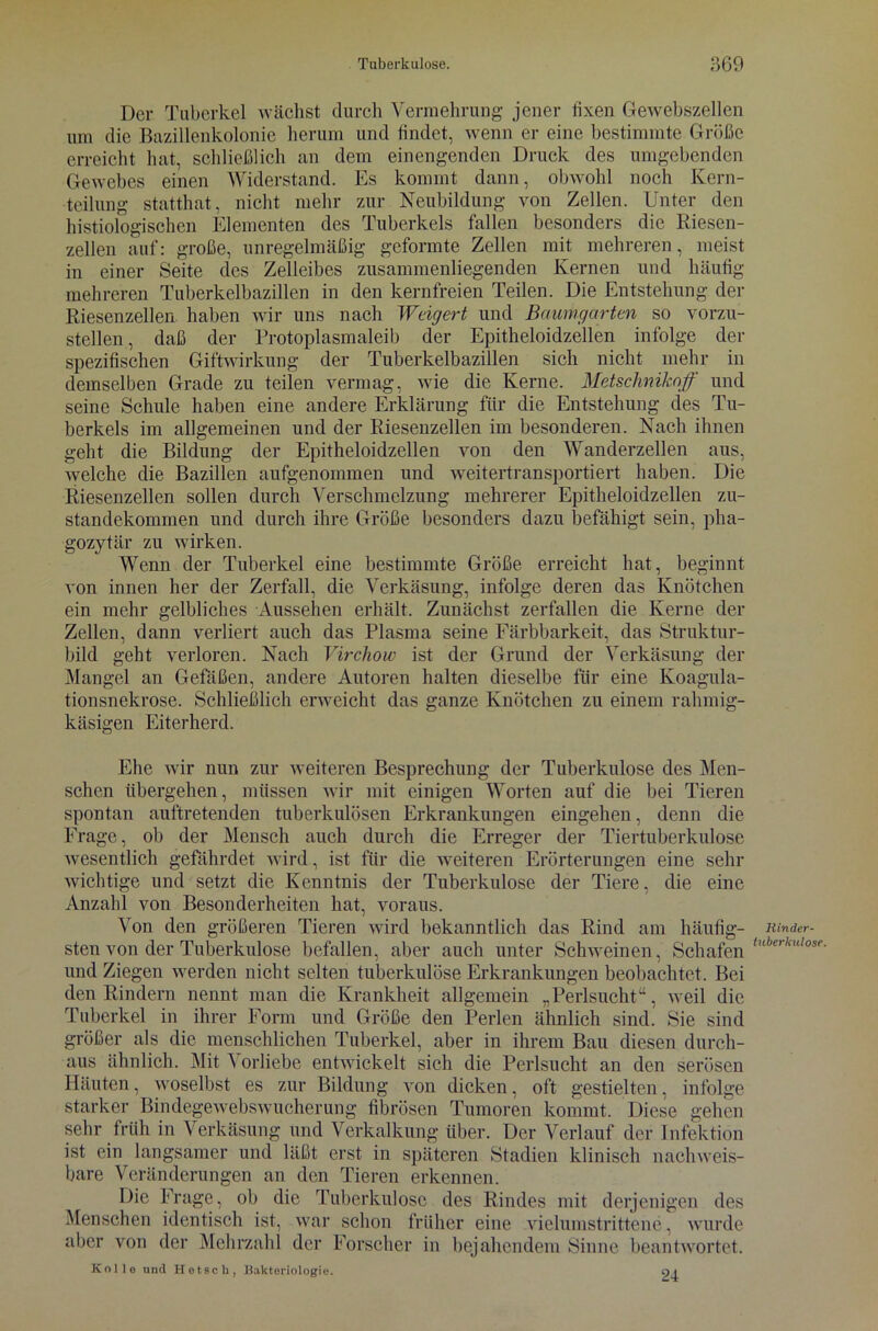 Der Tuberkel wächst durch Vermehrung jener fixen Gewebszellen um die Bazillenkolonie herum und findet, wenn er eine bestimmte Größe erreicht hat, schließlich an dem einengenden Druck des umgebenden Gewebes einen Widerstand. Es kommt dann, obwohl noch Kern- teilung statthat, nicht mehr zur Neubildung von Zellen. Unter den histiologischen Elementen des Tuberkels fallen besonders die Riesen- zellen auf: große, unregelmäßig geformte Zellen mit mehreren, meist in einer Seite des Zelleibes zusammenliegenden Kernen und häufig mehreren Tuberkelbazillen in den kernfreien Teilen. Die Entstehung der Riesenzellen haben wir uns nach Weigert und Baumgarten so vorzu- stellen , daß der Protoplasmaleib der Epitheloidzellen infolge der spezifischen Giftwirkung der Tuberkelbazillen sich nicht mehr in demselben Grade zu teilen vermag, wie die Kerne. Metschnikoff und seine Schule haben eine andere Erklärung für die Entstehung des Tu- berkels im allgemeinen und der Riesenzellen im besonderen. Nach ihnen geht die Bildung der Epitheloidzellen von den Wanderzellen aus, welche die Bazillen aufgenommen und weitertransportiert haben. Die Riesenzellen sollen durch Verschmelzung mehrerer Epitheloidzellen Zu- standekommen und durch ihre Größe besonders dazu befähigt sein, pha- gozytär zu wirken. Wenn der Tuberkel eine bestimmte Größe erreicht hat, beginnt von innen her der Zerfall, die Verkäsung, infolge deren das Knötchen ein mehr gelbliches Aussehen erhält. Zunächst zerfallen die Kerne der Zellen, dann verliert auch das Plasma seine Färbbarkeit, das Struktur- bild geht verloren. Nach Virchow ist der Grund der Verkäsung der Mangel an Gefäßen, andere Autoren halten dieselbe für eine Koagula- tionsnekrose. Schließlich erweicht das ganze Knötchen zu einem rahmig- käsigen Eiterherd. Ehe wir nun zur weiteren Besprechung der Tuberkulose des Men- schen übergehen, müssen wir mit einigen Worten auf die bei Tieren spontan auftretenden tuberkulösen Erkrankungen eingehen, denn die Frage, ob der Mensch auch durch die Erreger der Tiertuberkulose wesentlich gefährdet wird, ist für die weiteren Erörterungen eine sehr wichtige und setzt die Kenntnis der Tuberkulose der Tiere, die eine Anzahl von Besonderheiten hat, voraus. Von den größeren Tieren wird bekanntlich das Rind am häufig- sten von der Tuberkulose befallen, aber auch unter Schweinen, Schafen und Ziegen werden nicht selten tuberkulöse Erkrankungen beobachtet. Bei den Rindern nennt man die Krankheit allgemein „Perlsucht“, weil die Tuberkel in ihrer Form und Größe den Perlen ähnlich sind. Sie sind größer als die menschlichen Tuberkel, aber in ihrem Bau diesen durch- aus ähnlich. Mit A orliebe entwickelt sich die Perlsucht an den serösen Häuten, woselbst es zur Bildung von dicken, oft gestielten, infolge starker Bindegewebswucherung fibrösen Tumoren kommt. Diese gehen sehr früh in Verkäsung und Verkalkung über. Der Verlauf der Infektion ist ein langsamer und läßt erst in späteren Stadien klinisch nachweis- bare Veränderungen an den Tieren erkennen. Die Frage, ob die Tuberkulose des Rindes mit derjenigen des Menschen identisch ist, war schon früher eine vielumstrittene, wurde aber von der Mehrzahl der Forscher in bejahendem Sinne beantwortet. Knlle und Hetscli, Bakteriologie. 01 Rinder- tuberkulose.