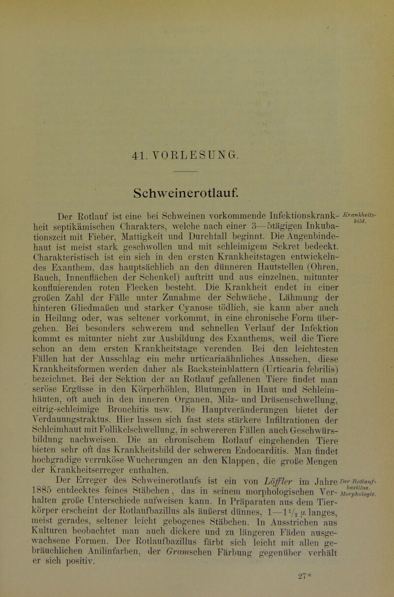 Schweinerotlauf. Der Rotlauf ist eine bei Schweinen vorkommende Infektionskrank- Kra™eits- lieit septikämischen Charakters, welche nach einer 3—ötägigen Inkuba- tionszeit mit Fieber, Mattigkeit und Durchfall beginnt. Die Augenbinde- haut ist meist stark geschwollen und mit schleimigem Sekret bedeckt. Charakteristisch ist ein sich in den ersten Krankheitstagen entwickeln- des Exanthem, das hauptsächlich an den dünneren Hautstellen (Ohren, Bauch, Innenflächen der Schenkel) auftritt und aus einzelnen, mitunter konfluierenden roten Flecken besteht. Die Krankheit endet in einer großen Zahl der Fälle unter Zunahme der Schwäche, Lähmung der hinteren Gliedmaßen und starker Cyanose tödlich, sie kann aber auch in Heilung oder, was seltener vorkommt, in eine chronische Form über- gehen. Bei besonders schwerem und schnellen Verlauf der Infektion kommt es mitunter nicht zur Ausbildung des Exanthems, weil die Tiere schon an dem ersten Krankheitstage verenden. Bei den leichtesten Fällen hat der Ausschlag ein mehr urticariaähnliches Aussehen, diese Krankheitsformen werden daher als Backsteinblattern (Urticaria febrilis) bezeichnet. Bei der Sektion der an Rotlauf gefallenen Tiere tindet man seröse Ergüsse in den Körperhöhlen, Blutungen in Haut und Schleim- häuten, oft auch in den inneren Organen, Milz- und Drüsenschwellung, eitrig-schleimige Bronchitis usw. Die Hauptveränderungen bietet der Verdauungstraktus. Hier lassen sich fast stets stärkere Infiltrationen der Schleimhaut mit Follikelschwellung, in schwereren Fällen auch Geschwürs- bildung nachweisen. Die an chronischem Rotlauf eingehenden Tiere bieten sehr oft das Krankheitsbild der schweren Endocarditis. Man findet hochgradige verruköse Wucherungen an den Klappen, die große Mengen der Krankheitserreger enthalten. Der Erreger des Schweinerotlaufs ist ein von Löffler im JahreDer R°uauf- 1885 entdecktes feines Stäbchen, das in seinem morphologischen Ver - Morploiogie. halten große Unterschiede aufweisen kann. In Präparaten aus dem Tier- körper erscheint der Rotlaufbazillus als äußerst dünnes, l—V/2 y- langes, meist gerades, seltener leicht gebogenes Stäbchen. In Ausstrichen aus Kulturen beobachtet man auch dickere und zu längeren Fäden ausge- wachsene Formen. Der Rotlaufbazillus färbt sich leicht mit allen ge- bräuchlichen Anilinfarben, der Gramschen Färbung gegenüber verhält er sich positiv. 27*