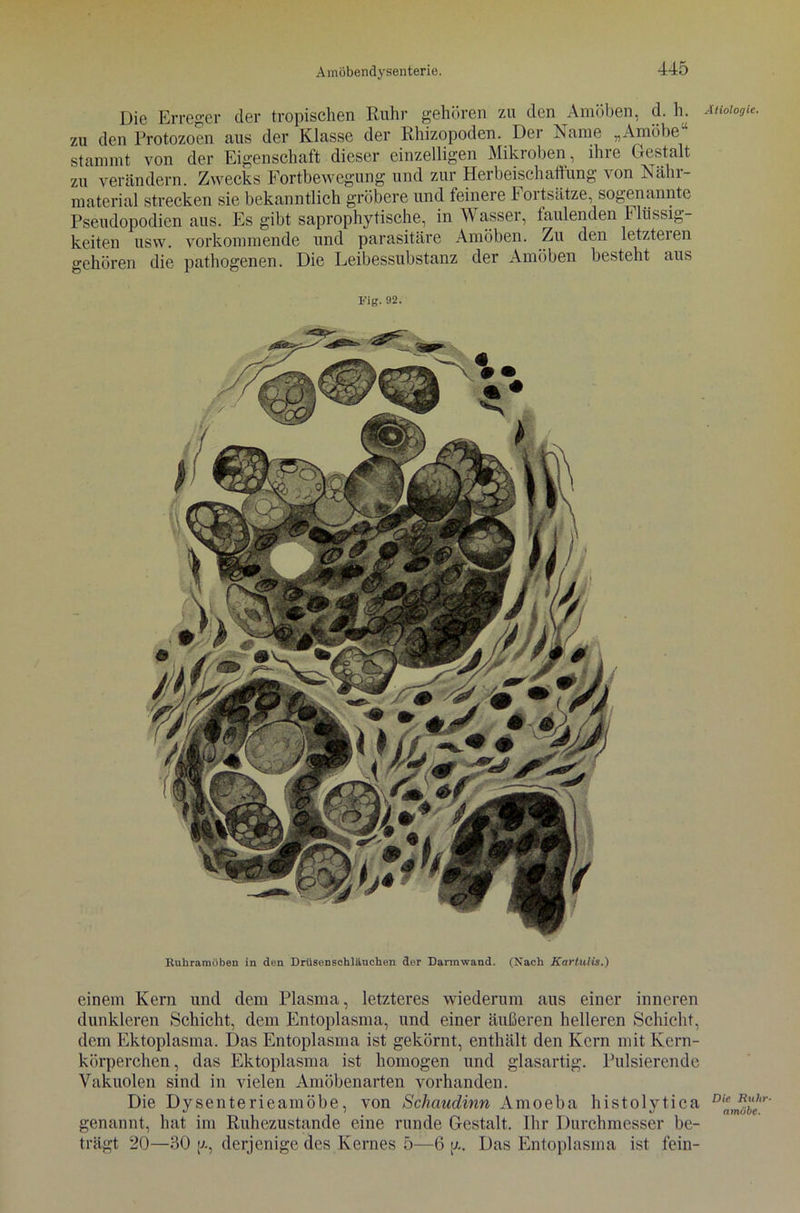 Die Erreger der tropischen Ruhr gehören zu den Amöben, d. h. zu den Protozoen aus der Klasse der Rhizopoden. Der Name „Amöbe stammt von der Eigenschaft dieser einzelligen Mikroben, ihre Gestalt zu verändern. Zwecks Fortbewegung und zur Herbeischalfung von Nahi- material strecken sie bekanntlich gröbere und feinere Foitsätze, sogenannte Pseudopodien aus. Es gibt saprophytische, in Wasser, faulenden h Rissig- keiten usw. vorkommende und parasitäre Amöben. Zu den letzteren gehören die pathogenen. Die Leibessubstanz der Amöben besteht aus h'ig. 92. Ruhramöben in den Drüsenschläuchen der Dannwand. (Nach Kartulis.) einem Kern und dem Plasma, letzteres wiederum aus einer inneren dunkleren Schicht, dem Entoplasma, und einer äußeren helleren Schicht, dem Ektoplasma. Das Entoplasma ist gekörnt, enthält den Kern mit Kern- körperchen, das Ektoplasma ist homogen und glasartig. Pulsierende Vakuolen sind in vielen Amöbenarten vorhanden. Die Dysenterieamöbe, von Schauclinn Amoeba histolytica genannt, hat im Ruhezustände eine runde Gestalt. Ihr Durchmesser be- trägt 20—30 y, derjenige des Kernes 5—6 ;z. Das Entoplasma ist fein- Ätiologie. Die Ruhr- amöbe.