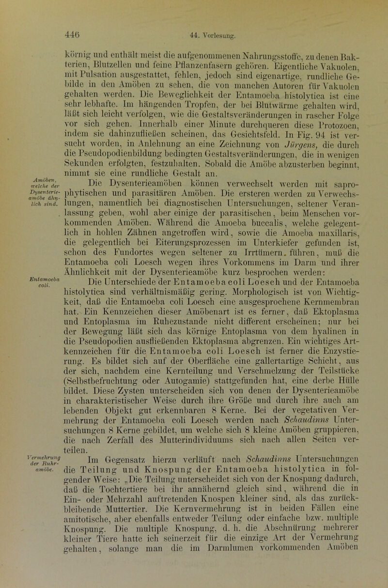 Amöben, welche der Dysenterie- amöbe ähn- lich sind. Entamoeba coli. Vermehrung der Ruhr- amöbe. körnig und enthält meist die aufgenommenen Nahrungsstoffc, zu denen Bak- terien, Blutzellen und feine Pflanzenfasern gehören. Eigentliche Vakuolen, mit Pulsation ausgestattet, fehlen, jedoch sind eigenartige, rundliche Ge- bilde in den Amöben zu sehen, die von manchen Autoren für Vakuolen gehalten werden. Die Beweglichkeit der Entamoeba histolytica ist eine sehr lebhafte. Im hängenden Tropfen, der bei Blutwärme gehalten wird, läßt sich leicht verfolgen, wie die Gestaltsveränderungen in rascher Folge vor sich gehen. Innerhalb einer Minute durchqueren diese Protozoen, indem sie dahinzufließen scheinen, das Gesichtsfeld. In Fig. 94 ist ver- sucht worden, in Anlehnung an eine Zeichnung von Jürgens, die durch die Pseudopodienbildung bedingten Gestaltsveränderungen, die in wenigen Sekunden erfolgten, festzuhalten. Sobald die Amöbe abzusterben beginnt, nimmt sie eine rundliche Gestalt an. Die Dysenterieamöben können verwechselt werden mit sapro- phytischen und parasitären Amöben. Die ersteren werden zu Verwechs- lungen, namentlich bei diagnostischen Untersuchungen, seltener Veran- lassung geben, wohl aber einige der parasitischen, beim Menschen vor- kommenden Amöben. Während die Amoeba buccalis, welche gelegent- lich in hohlen Zähnen angetrofifen wird, sowie die Amoeba maxillaris, die gelegentlich bei Eiterungsprozessen im Unterkiefer gefunden ist, schon des Fundortes wegen seltener zu Irrtümern. führen, muß die Entamoeba coli Loesch wegen ihres Vorkommens im Darm und ihrer Ähnlichkeit mit der Dysenterieamöbe kurz besprochen werden: Die Unterschiede der Entamoeba coli Loesch und der Entamoeba histolytica sind verhältnismäßig gering. Morphologisch ist von Wichtig- keit, daß die Entamoeba coli Loesch eine ausgesprochene Kernmembran hat. Ein Kennzeichen dieser Amöbenart ist es ferner, daß Ektoplasma und Entoplasma im Ruhezustände nicht different erscheinen; nur bei der Bewegung läßt sich das körnige Entoplasma von dem hyalinen in die Pseudopodien ausfließenden Ektoplasma abgrenzen. Ein wichtiges Art- kennzeichen für die Entamoeba coli Loesch ist ferner die Enzystie- rung. Es bildet sich auf der Oberfläche eine gallertartige Schicht, aus der sich, nachdem eine Kernteilung und Verschmelzung der Teilstücke (Selbstbefruchtung oder Autogamie) stattgefunden hat, eine derbe Hülle bildet. Diese Zysten unterscheiden sich von denen der Dysenterieamöbe in charakteristischer Weise durch ihre Größe und durch ihre auch am lebenden Objekt gut erkennbaren 8 Kerne. Bei der vegetativen Ver- mehrung der Entamoeba coli Loesch werden nach Sc/iaudinns Unter- suchungen 8 Kerne gebildet, um welche sich 8 kleine Amöben gruppieren, die nach Zerfall des Mutterindividuums sich nach allen Seiten ver- teilen. Im Gegensatz hierzu verläuft nach Schaudinns Untersuchungen die Teilung und Knospung der Entamoeba histolytica in fol- gender Weise: „Die Teilung unterscheidet sich von der Knospung dadurch, daß die Tochtertiere bei ihr annähernd gleich sind, während die in Ein- oder Mehrzahl auftretenden Knospen kleiner sind, als das zurück- bleibende Muttertier. Die Kernvermehrung ist in beiden Fällen eine amitotische, aber ebenfalls entweder Teilung oder einfache bzw. multiple Knospung. Die multiple Knospung, d. h. die Abschnürung mehrerer kleiner Tiere hatte ich seinerzeit für die einzige Art der Vermehrung gehalten, solange man die im Darmlumen vorkonnnenden Amöben