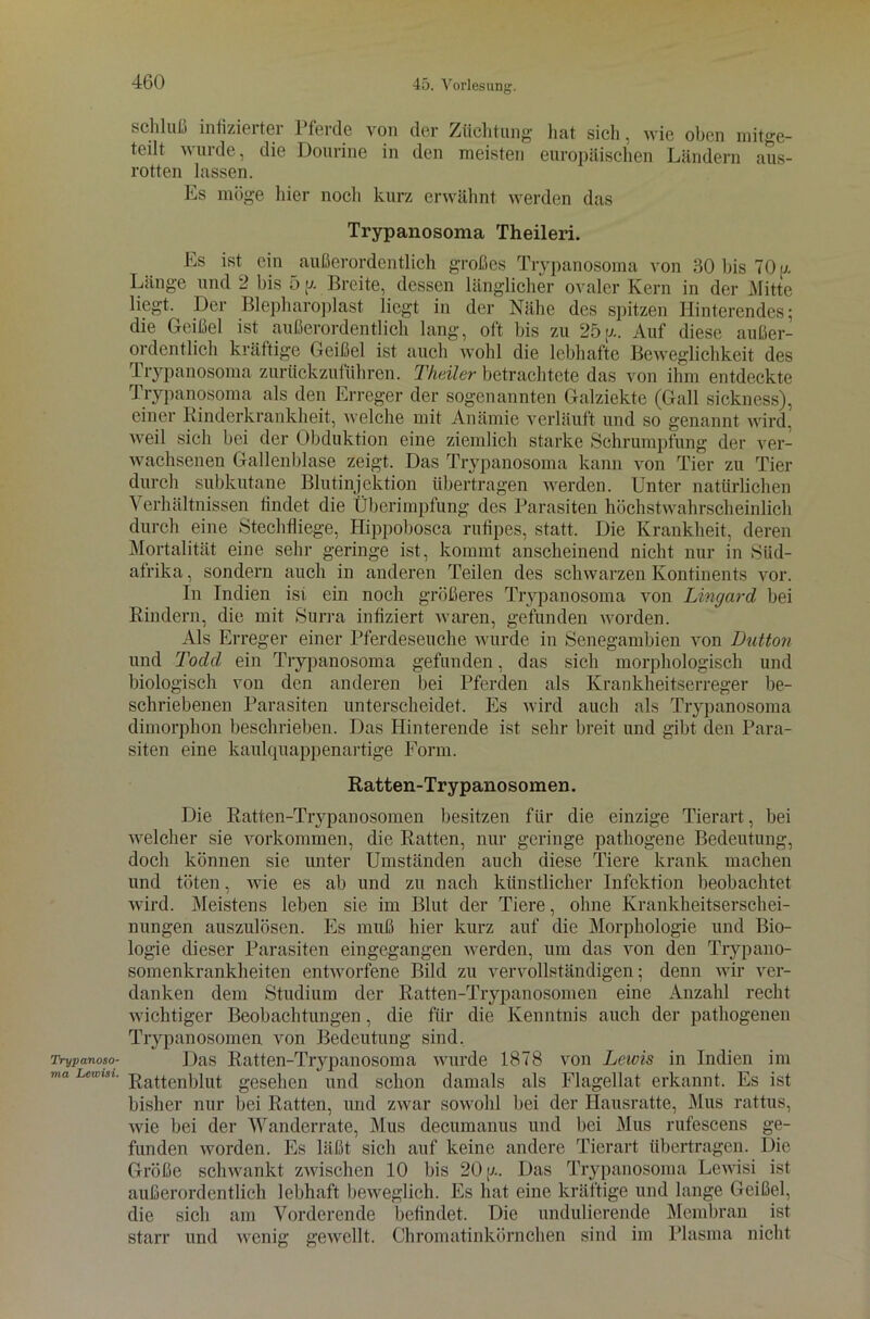 Trypanoso- ma Lewisi. Schluß iniizierter Pferde von der Züchtung hat sicli, wie oben mitge- teilt wurde, die Dourine in den meisten europäischen Ländern aus- rotten lassen. Ls möge hier noch kurz erwähnt werden das Trypanosoma Theileri. Es ist ein außerordentlich großes Trypanosoma von 30 bis 70 a Länge und 2 bis 5 y Breite, dessen länglicher ovaler Kern in der Mitte liegt. Der Blepharoplast liegt in der Nähe des spitzen Hinterendes; die Geißel ist außerordentlich lang, oft bis zu 25p-. Auf diese außer- ordentlich kräftige Geißel ist auch wohl die lebhafte Beweglichkeit des Trypanosoma zurückzuführen. Theiler betrachtete das von ihm entdeckte Trypanosoma als den Erreger der sogenannten Galziekte (Gail sickness), einer Kinderkrankheit, welche mit Anämie verläuft und so genannt wird, weil sich bei der Obduktion eine ziemlich starke Schrumpfung der ver- wachsenen Gallenblase zeigt. Das Trypanosoma kann von Tier zu Tier durch subkutane Blutinjektion übertragen werden. Unter natürlichen Verhältnissen findet die Überimpfung des Parasiten höchstwahrscheinlich durch eine Stechfliege, Hippobosca rufipes, statt. Die Krankheit, deren Mortalität eine sehr geringe ist, kommt anscheinend nicht nur in Süd- afrika, sondern auch in anderen Teilen des schwarzen Kontinents vor. In Indien ist ein noch größeres Trypanosoma von Lmgard bei Rindern, die mit Surra infiziert waren, gefunden worden. Als Erreger einer Pferdeseuche wurde in Senegambien von Button und Todcl ein Trypanosoma gefunden, das sich morphologisch und biologisch von den anderen bei Pferden als Krankheitserreger be- schriebenen Parasiten unterscheidet. Es wird auch als Trypanosoma dimorphon beschrieben. Das Hinterende ist sehr breit und gibt den Para- siten eine kaulquappenartige Form. Ratten-Trypanosomen. Die Ratten-Trypanosomen besitzen für die einzige Tierart, bei welcher sie Vorkommen, die Ratten, nur geringe pathogene Bedeutung, doch können sie unter Umständen auch diese Tiere krank machen und töten, wie es ab und zu nach künstlicher Infektion beobachtet wird. Meistens leben sie im Blut der Tiere, ohne Krankheitserschei- nungen auszulösen. Es muß hier kurz auf die Morphologie und Bio- logie dieser Parasiten eingegangen werden, um das von den Trypano- somenkrankheiten entworfene Bild zu vervollständigen; denn wir ver- danken dem Studium der Ratten-Trypanosomen eine Anzahl recht wichtiger Beobachtungen, die für die Kenntnis auch der pathogenen Trypanosomen von Bedeutung sind. Das Ratten-Trypanosoma wurde 1878 von Lewis in Indien im Rattenblut gesehen und schon damals als Flagellat erkannt. Es ist bisher nur bei Ratten, und zwar sowohl bei der Hausratte, Mus rattus, wie bei der Wanderrate, Mus decumanus und bei Mus rufescens ge- funden worden. Es läßt sich auf keine andere Tierart übertragen. Die Größe schwankt zwischen 10 bis 20 y. Das Trypanosoma Lewisi ist außerordentlich lebhaft beweglich. Es hat eine kräftige und lange Geißel, die sich am Vorderende befindet. Die undulierende Membran ist starr und wenig gewellt. Chromatinkörnchen sind im Plasma nicht