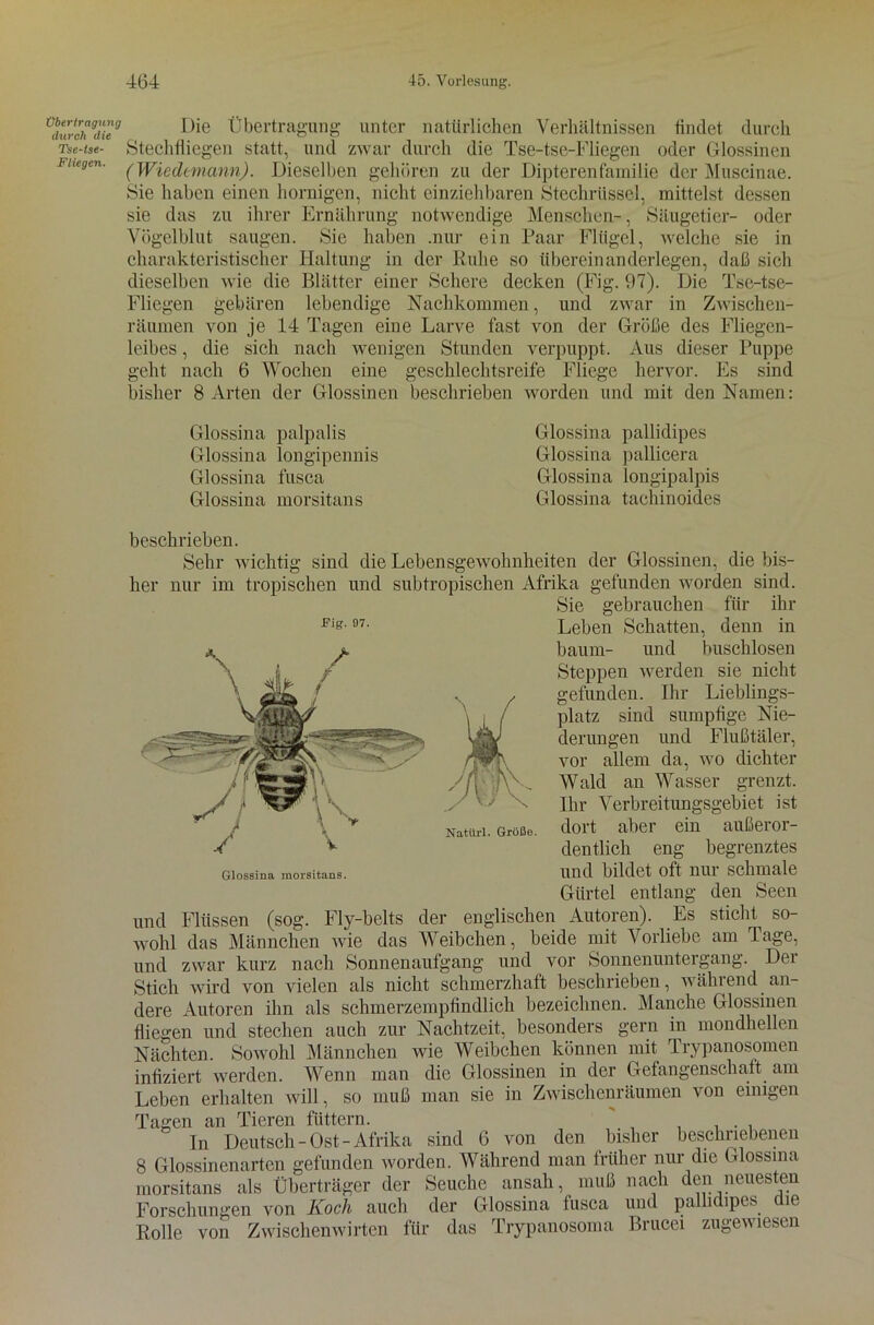 Übertragung durch die Tse-tse- Fliegen. Die Übertragung unter natürlichen Verhältnissen findet durch Stechfliegen statt, und zwar durch die Tse-tse-Fliegen oder Glossinen (Wiedemann). Dieselben gehören zu der Dipterenfamilie der Museinae. Sie haben einen hornigen, nicht einziehbaren Stechrüssel, mittelst dessen sie das zu ihrer Ernährung notwendige Menschen-, Säugetier- oder Vögelblut saugen. Sie haben .nur ein Paar Flügel, welche sie in charakteristischer Haltung in der Ruhe so iibereinanderlegen, daß sieh dieselben wie die Blätter einer Schere decken (Fig. 97). Die Tse-tse- Fliegen gebären lebendige Nachkommen, und zwar in Zwischen- räumen von je 14 Tagen eine Larve fast von der Größe des Fliegen- leibes , die sich nach wenigen Stunden verpuppt. Aus dieser Puppe geht nach 6 Wochen eine geschlechtsreife Fliege hervor. Es sind bisher 8 Arten der Glossinen beschrieben worden und mit den Namen: Glossina palpalis Glossina longipennis Glossina fusca Glossina morsitans Glossina pallidipes Glossina pallicera Glossina longipalpis Glossina tachinoid.es Fig. 07. XX Natürl. Größe. Glossina morsitans. beschrieben. Sehr wichtig sind die Lebensgewohnheiten der Glossinen, die bis- her nur im tropischen und subtropischen Afrika gefunden worden sind. Sie gebrauchen für ihr Leben Schatten, denn in bäum- und busch losen Steppen werden sie nicht gefunden. Ihr Lieblings- platz sind sumpfige Nie- derungen und Flußtäler, vor allem da, wo dichter Wald an Wasser grenzt. Ihr Verbreitungsgebiet ist dort aber ein außeror- dentlich eng begrenztes und bildet oft nur schmale Gürtel entlang den Seen und Flüssen (sog. Fly-belts der englischen Autoren). Es sticht so- wohl das Männchen wie das Weibchen, beide mit Vorliebe am Tage, und zwar kurz nach Sonnenaufgang und vor Sonnenuntergang. Der Stich wird von vielen als nicht schmerzhaft beschrieben, während an- dere Autoren ihn als schmerzempfindlich bezeichnen. Manche Glossinen fliegen und stechen auch zur Nachtzeit, besonders gern in mondhellen Nächten. Sowohl Männchen wie Weibchen können mit Trypanosomen infiziert werden. Wenn man die Glossinen in der Gefangenschaft am Leben erhalten will, so muß man sie in Zwischenräumen von einigen Tagen an Tieren füttern. ' In Deutsch-Ost-Afrika sind 6 von den bisher beschriebenen 8 Glossinenarten gefunden worden. Während man früher nur die Glossina morsitans als Überträger der Seuche ansah, muß nach den neuesten Forschungen von Koch auch der Glossina fusca und pallidipes die Rolle von Zwischenwirten für das Trypanosoma Brucei zugewiesen