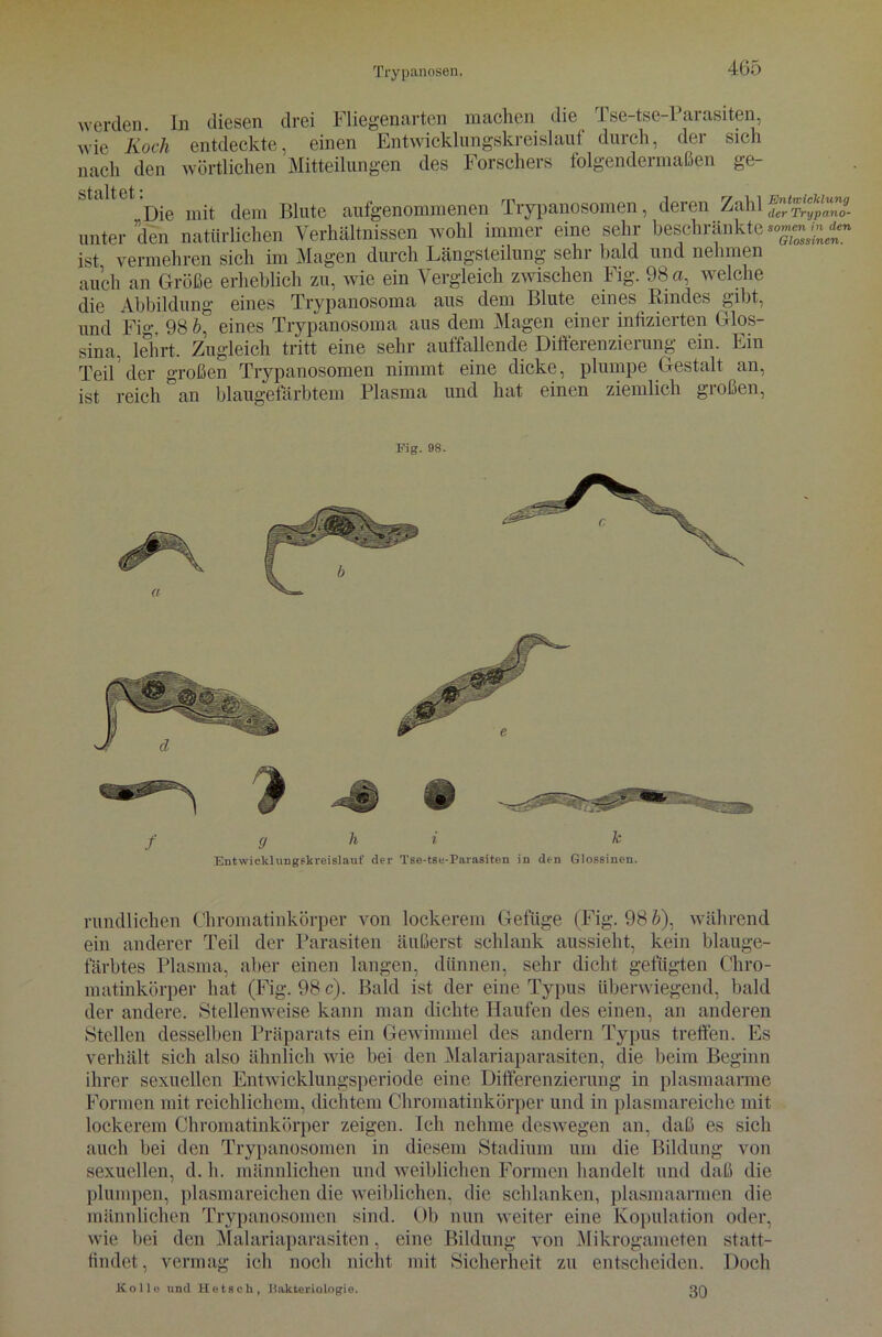 werden. In diesen drei Fliegenarten machen die Tse-tse-Parasiten, wie Koch entdeckte, einen Entwicklungskreislauf durch, der sich nach den wörtlichen Mitteilungen des Forschers folgendermaßen ge- staitet<Die ^ dem Blute aufgenommenen Trypanosomen, deren Zahl^XlfaZ9. unter den natürlichen Verhältnissen wohl immer eine sehr beschränkte ist vermehren sich im Magen durch Längsteilung sehr bald und nehmen auch an Größe erheblich zu, wie ein Vergleich zwischen Fig. 98 a, welche die Abbildung eines Trypanosoma aus dem Blute eines Rindes gibt, und Fig. 98 b. eines Trypanosoma aus dem Magen einer infizierten Glos- sina. lehrt. Zugleich tritt eine sehr auffallende Difteienzieiung ein. Lin Teil der großen Trypanosomen nimmt eine dicke, plumpe Gestalt an, ist reich an blaugefärbtem Plasma und hat einen ziemlich gioßen, Fig. 98. (j h i Entwicklungskreislauf der Tse-tse-Parasiten in den k Glossinen. rundlichen Chromatinkörper von lockerem Gefüge (Fig. 98 &), während ein anderer Teil der Parasiten äußerst schlank aussieht, kein blauge- färbtes Plasma, aber einen langen, dünnen, sehr dicht gefügten Chro- matinkörper hat (Fig. 98 c). Bald ist der eine Typus überwiegend, bald der andere. Stellenweise kann man dichte Haufen des einen, an anderen Stellen desselben Präparats ein Gewimmel des andern Typus treffen. Es verhält sich also ähnlich wie bei den Malariaparasiten, die beim Beginn ihrer sexuellen Lntwicklungsperiode eine Differenzierung in plasmaarme Formen mit reichlichem, dichtem Chromatinkörper und in plasmareiche mit lockerem Chromatinkörper zeigen. Ich nehme deswegen an, daß es sich auch bei den Trypanosomen in diesem Stadium um die Bildung von sexuellen, d. h. männlichen und weiblichen Formen handelt und daß die plumpen, plasmareichen die weiblichen, die schlanken, plasmaarmen die männlichen Trypanosomen sind. Ob nun weiter eine Kopulation oder, wie bei den Malariaparasiten, eine Bildung von Mikrogameten statt- findet, vermag ich noch nicht mit Sicherheit zu entscheiden. Doch Ko Ile und He t sch, Bakteriologie. ßQ