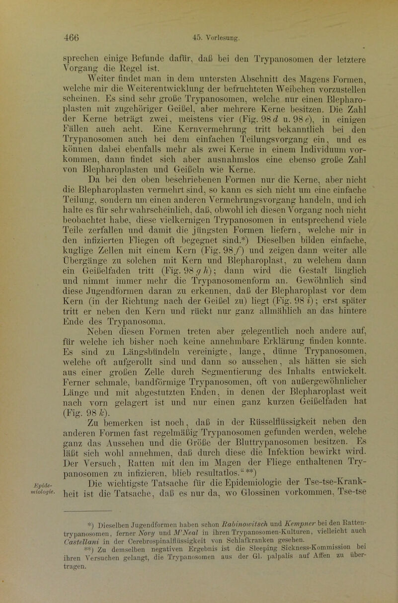 Epide- miologie. sprechen einige Befunde dafür, daß bei den Trypanosomen der letztere Vorgang die Regel ist. Weiter findet man in dem untersten Abschnitt des Magens Formen, welche mir die Weiterentwicklung der befruchteten Weibchen vorzustellen scheinen. Es sind sehr große Trypanosomen, welche nur einen Blepharo- plasten mit zugehöriger Geißel, aber mehrere Kerne besitzen. Die Zahl der Kerne beträgt zwei, meistens vier (Fig. 98 d u. 98 e), in einigen Fällen auch acht. Eine Kernvermehrung tritt bekanntlich bei den Trypanosomen auch bei dem einfachen Teilungsvorgang ein, und es können dabei ebenfalls mehr als zwei Kerne in einem Individuum Vor- kommen, dann findet sich aber ausnahmslos eine ebenso große Zahl von Blepharoplasten und Geißeln wie Kerne. Da bei den oben beschriebenen Formen nur die Kerne, aber nicht die Blepharoplasten vermehrt sind, so kann es sich nicht um eine einfache Teilung, sondern um einen anderen Vermehrungsvorgang handeln, und ich halte es für sehr wahrscheinlich, daß, obwohl ich diesen Vorgang noch nicht beobachtet habe, diese vielkernigen Trypanosomen in entsprechend viele Teile zerfallen und damit die jüngsten Formen liefern, welche mir in den infizierten Fliegen oft begegnet sind.*) Dieselben bilden einfache, kuglige Zellen mit einem Kern (Fig. 98/) und zeigen dann weiter alle Übergänge zu solchen mit Kern und Blepharoplast, zu welchem dann ein Geißelfadcn tritt (Fig. 98 g h); dann wird die Gestalt länglich und nimmt immer mehr die Trypanosomenform an. Gewöhnlich sind diese Jugendformen daran zu erkennen, daß der Blepharoplast vor dem Kern (in der Richtung nach der Geißel zu) liegt (Fig. 98 i); erst später tritt er neben den Kern und rückt nur ganz allmählich an das hintere Ende des Trypanosoma. Neben diesen Formen treten aber gelegentlich noch andere auf, für welche ich bisher noch keine annehmbare Erklärung finden konnte. Es sind zu Längsbündeln vereinigte, lange, dünne Trypanosomen, welche oft aufgerollt sind und dann so aussehen, als hätten sie sich aus einei’ großen Zelle durch Segmentierung des Inhalts entwickelt. Ferner schmale, bandförmige Trypanosomen, oft von außergewöhnlicher Länge und mit abgestutzten Enden, in denen der Blepharoplast weit nach vorn gelagert ist und nur einen ganz kurzen Geißelfaden hat (Fig. 98 Je). Zu bemerken ist noch, daß in der Rüsselflüssigkeit neben den anderen Formen fast regelmäßig Trypanosomen gefunden werden, welche ganz das Aussehen und die Größe der Bluttrypanosomen besitzen. Es läßt sich wohl annehmen, daß durch diese die Infektion bewirkt wird. Der Versuch, Ratten mit den im Magen der Fliege enthaltenen Try- panosomen zu infizieren, blieb resultatlos.“**) Die wichtigste Tatsache für die Epidemiologie der Tse-tse-Krank- heit ist die Tatsache, daß es nur da, wo Glossinen Vorkommen, Tse-tse *) Dieselben Jugendformen luibcn schon Rabinowitsch und Kempner bei den Ratten- trypanosomen, ferner Arovy und M’Neal in ihren Trvpanosomen-Kulturen, vielleicht auch Castellani in der Cerebrospinalfliissigkeit von Schlafkranken gesehen. **) Zu demselben negativen Ergebnis ist die Sleeping Sickness-Kommission bei ihren Versuchen gelangt, die Trypanosomen aus der Gl. palpalis auf Affen zu über- tragen.