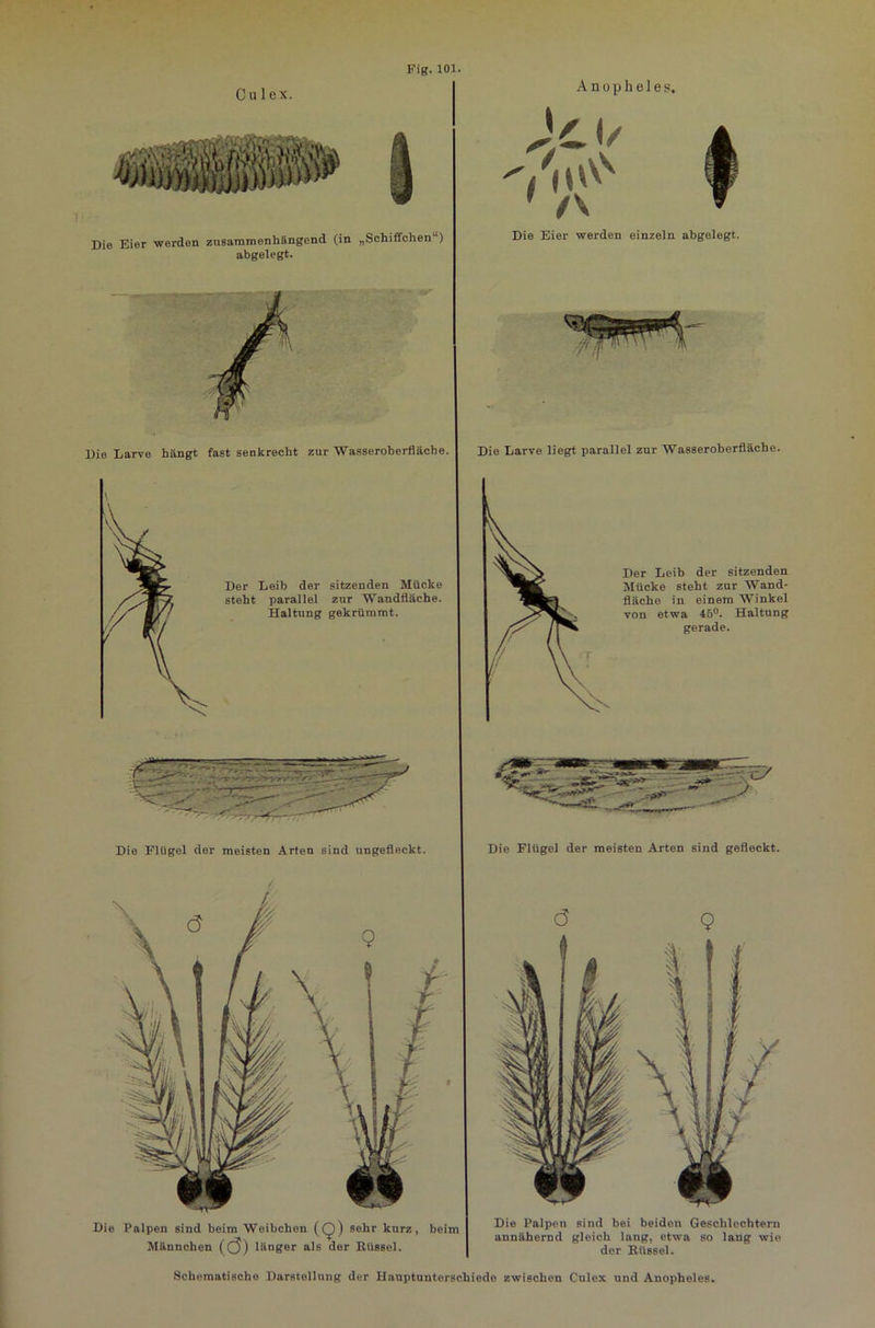 Culex. Fig. 101. Die Eier werden zusammenhängend (in „Schiffchen ) abgelegt. Anopheles, Die Eier werden einzeln abgelegt. Die Larve hängt fast senkrecht zur Wasseroberfläche. Die Larve liegt parallel zur Wasseroberfläche. Der Leib der sitzenden Mücke steht parallel zur Wandfläehe. Haltung gekrümmt. Die Flügel der meisten Arten sind ungefleckt. Der Leib der sitzenden Mücke steht zur Wand- fläche in einem Winkel von etwa 45°. Haltung gerade. Die Flügel der meisten Arten sind gefleckt. Die Palpen sind beim Weibchen (Q) sehr kurz, beim Männchen ((5) länger als der Rüssel. Die Palpen sind bei beidon Geschlechtern annähernd gleich lang, etwa so lang wie der Rüssel. Schematische Darstellung der Hauptunterschiede zwischen Culex und Anopheles