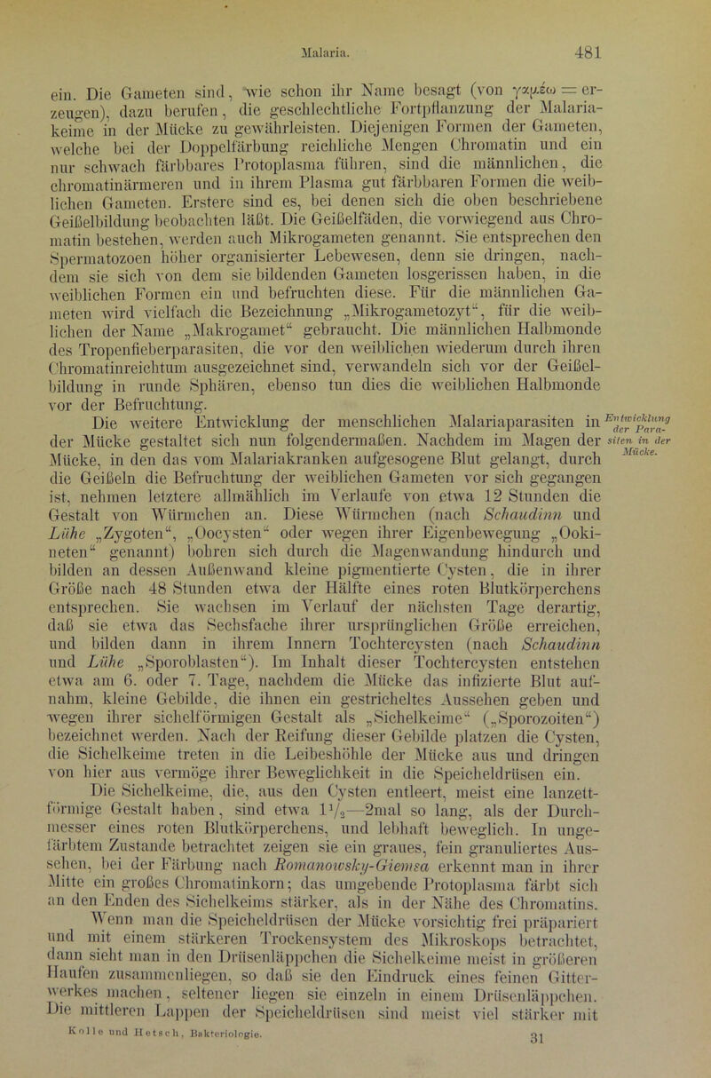 ein. Die Gameten sind, wie schon ihr Name besagt (von ya|/iw = er- zeugen), dazu berufen, die geschlechtliche Fortpflanzung der Malaria- keime in der Mücke zu gewährleisten. Diejenigen Formen der Gameten, welche bei der Doppelfärbung reichliche Mengen Chromatin und ein nur schwach färbbares Protoplasma führen, sind die männlichen, die chromatinärmeren und in ihrem Plasma gut färbbaren Formen die weib- lichen Gameten. Erstere sind es, bei denen sich die oben beschriebene Geißelbildung beobachten läßt. Die Geißelfäden, die vorwiegend aus Chro- matin bestehen, werden auch Mikrogameten genannt. Sie entsprechen den Spermatozoen höher organisierter Lebewesen, denn sie dringen, nach- dem sie sich von dem sie bildenden Gameten losgerissen haben, in die weiblichen Formen ein und befruchten diese. Für die männlichen Ga- meten wird vielfach die Bezeichnung „Mikrogametozyt“, für die weib- lichen der Name „Makrogamet“ gebraucht. Die männlichen Halbmonde des Tropenfieberparasiten, die vor den weiblichen wiederum durch ihren Chromatinreichtum ausgezeichnet sind, verwandeln sich vor der Geißel- bildung in runde Sphären, ebenso tun dies die weiblichen Halbmonde vor der Befruchtung. Die weitere Entwicklung der menschlichen Malariaparasiten in E'^‘p^_g der Mücke gestaltet sich nun folgendermaßen. Nachdem im Magen der silen in der Mücke, in den das vom Malariakranken aufgesogene Blut gelangt, durch Mucke- die Geißeln die Befruchtung der weiblichen Gameten vor sich gegangen ist, nehmen letztere allmählich im Verlaufe von etwa 12 Stunden die Gestalt von Würmchen an. Diese Würmchen (nach Schaudinn und Lühe „Zygoten“, „Oocysten“ oder wegen ihrer Eigenbewegung „Ooki- neten“ genannt) bohren sich durch die Magenwandung hindurch und bilden an dessen Außenwand kleine pigmentierte Cysten, die in ihrer Größe nach 48 Stunden etwa der Hälfte eines roten Blutkörperchens entsprechen. Sie wachsen im Verlauf der nächsten Tage derartig, daß sie etwa das Sechsfache ihrer ursprünglichen Größe erreichen, und bilden dann in ihrem Innern Tochtercysten (nach Schaudinn und Lühe „Sporoblasten“). Im Inhalt dieser Tochtercysten entstehen etwa am 6. oder 7. Tage, nachdem die Mücke das infizierte Blut auf- nahm, kleine Gebilde, die ihnen ein gestricheltes Aussehen geben und wegen ihrer sichelförmigen Gestalt als „Sichelkeime“ („Sporozoiten“) bezeichnet werden. Nach der Reifung dieser Gebilde platzen die Cysten, die Sichelkeime treten in die Leibeshöhle der Mücke aus und dringen von hier aus vermöge ihrer Beweglichkeit in die Speicheldrüsen ein. Die Sichelkeime, die, aus den Cysten entleert, meist eine lanzett- förmige Gestalt haben, sind etwa IA/2—2mal so lang, als der Durch- messer eines roten Blutkörperchens, und lebhaft beweglich. In unge- färbtem Zustande betrachtet zeigen sie ein graues, fein granuliertes Aus- sehen, hei der Färbung nach Romanoioshy-Giemsa erkennt man in ihrer Mitte ein großes Chromatinkorn; das umgebende Protoplasma färbt sich an den Enden des Sichelkeims stärker, als in der Nähe des Chromatins. Wenn man die Speicheldrüsen der Mücke vorsichtig frei präpariert und mit einem stärkeren Trockensystem des Mikroskops betrachtet, dann sieht man in den Drüsenläppchen die Sichelkeime meist in größeren Haufen zusammcnliegen, so daß sie den Eindruck eines feinen Gitter- werkes machen, seltener liegen sie einzeln in einem Drüsenläppchen. Die mittleren Lappen der Speicheldrüsen sind meist viel stärker mit Kollo und Hotscli, Bakteriologie. 31