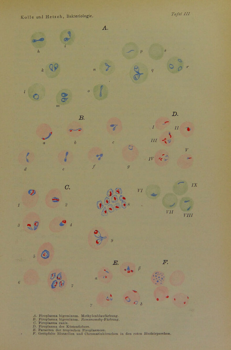 Kolle und Hetsch, Bakteriologie. Tafel 111. h 1 i A. V s l o & 0T o T c 7 / / D. Cr iv Jc V m i 3 <9 ® 4 % & •r; ^ - 8 * 17/ >/ TV// .9 6 y A. Piroplasrna bigeminum. Methylenblaufärbung. B. Piroplasrna bigeminum. .Romanotes/ty-Färbung. C. Piroplasrna canis. T>. Piroplasrna dos Kllstenfiebers. E. Parasiten der tropischen Piroplasmose. F. Gctllpfolto Blutzellon und ChromatinkOruchen in den roten Blutkörperchen.