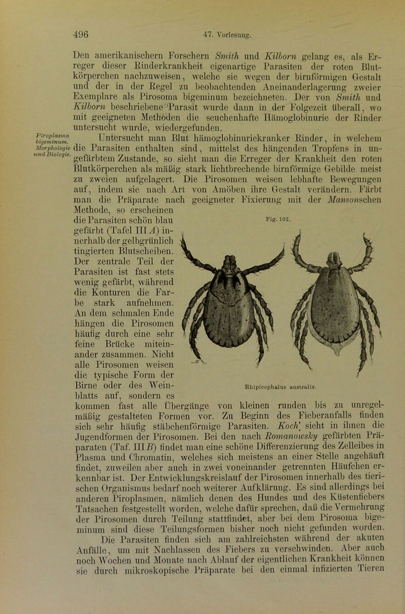 Piroplasma bigeminum. Morphologie ■und Biologie. Den amerikanischem Forschern Smith und Kilborn gelang es, als Er- reger dieser Kinderkrankheit eigenartige Parasiten der roten Blut- körperchen nachzuweisen, welche sie wegen der bimförmigen Gestalt und der in der Regel zu beobachtenden Aneinanderlagerung zweier Exemplare als Pirosoma bigeminum bezeichneten. Der von Smith und Kilborn beschriebene 'Parasit wurde dann in der Folgezeit überall, wo mit geeigneten Methoden die seuchenluifte Hämoglobinurie der Rinder untersucht wurde, wiedergefunden. Untersucht man Blut hämoglobinuriekranker Rinder, in welchem die Parasiten enthalten sind, mittelst des hängenden Tropfens in un- gefärbtem Zustande, so sieht man die Erreger der Krankheit den roten Blutkörperchen als mäßig stark lichtbrechende bimförmige Gebilde meist zu zweien aufgelagert. Die Pirosomen weisen lebhafte Bewegungen auf, indem sie nach Art von Amöben ihre Gestalt verändern. Färbt man die Präparate nach geeigneter Fixierung mit der Mansonschen Methode, so erscheinen die Parasiten schön blau Fie-102- gefärbt (Tafel IIIÄ) in- nerhalb der gelbgrünlich fingierten Blutscheiben. Der zentrale Teil der Parasiten ist fast stets wenig gefärbt, während die Konturen die Far- be stark aufnehmen. An dem schmalen Ende hängen die Pirosomen häufig durch eine sehr feine Brücke mitein- ander zusammen. Nicht alle Pirosomen weisen die typische Form der Birne oder des Wein- blatts auf, sondern es kommen fast alle Übergänge von kleinen runden bis zu unregel- mäßig gestalteten Formen vor. Zu Beginn des Fieberanfalls finden sich sehr häufig stäbchenförmige Parasiten. Koch] sieht in ihnen die Jugendformen der Pirosomen. Bei den nach Romanowslcy gefärbten Prä- paraten (Taf. IHR) findet man eine schöne Differenzierung des Zelleibes in Plasma und Chromatm, welches sich meistens an einer Stelle angehäuft findet, zuweilen aber auch in zwei voneinander getrennten Häufchen er- kennbar ist. Der Entwicklungskreislauf der Pirosomen innerhalb des tieri- schen Organismus bedarf noch weiterer Aufklärung. Es sind allerdings bei anderen Piroplasmen, nämlich denen des Hundes und des Küstenliebers Tatsachen festgestellt worden, welche dafür sprechen, daß die Vermehrung der Pirosomen durch Teilung stattfindet, aber bei dem Pirosoma bige- minum sind diese Teilungsformen bisher noch nicht gefunden worden. Die Parasiten finden sich am zahlreichsten während der akuten Anfälle, um mit Nachlassen des Fiebers zu verschwinden. Aber auch noch Wochen und Monate nach Ablauf der eigentlichen Krankheit können sie durch mikroskopische Präparate bei den einmal infizierten Tieren Rhipicephalus australis.