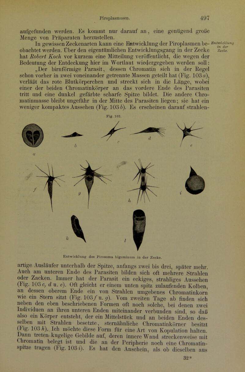 aufgefunden werden. Es kommt nur darauf an, eine genügend große Menge von Präparaten herzustellen. In gewissen Zeckenarten kann eine Entwicklung der Piroplasmen be- obachtet werden. Über den eigentümlichen Entwicklungsgang in der Zecke hat Robert Koch vor kurzem eine Mitteilung veröffentlicht, die wegen der Bedeutung der Entdeckimg hier im Wortlaut wiedergegeben werden soll: „Der bimförmige Parasit, dessen Chromatin sich in der Regel schon vorher in zwrei voneinander getrennte Massen geteilt hat (Fig. 103«), verläßt das rote Blutkörperchen und streckt sich in die Länge, wobei einer der beiden Chromatinkörper an das vordere Ende des Parasiten tritt und eine dunkel gefärbte scharfe Spitze bildet. Die andere Chro- matinmasse bleibt ungefähr in der Mitte des Parasiten liegen; sie hat ein weniger kompaktes Aussehen (Fig. 103 b). Es erscheinen darauf strahlen- Fig. 103. Entwicklung des Pirosoma bigeminum in der Zecke. artige Ausläufer unterhalb der Spitze, anfangs zwTei bis drei, später mehr. Auch am unteren Ende des Parasiten bilden sich oft mehrere Strahlen oder Zacken. Immer hat der Parasit ein eckiges, strahliges Aussehen (Fig. 103 c; d u. e). Oft gleicht er einem unten spitz zulaufenden Kolben, an dessen oberem Ende ein von Strahlen umgebenes Chromatinkorn wie ein Stern sitzt (Fig. 103/ u. g). Vom zweiten Tage ab finden sich neben den eben beschriebenen Formen oft noch solche, bei denen zwei Individuen an ihren unteren Enden miteinander verbunden sind, so daß also ein Körper entsteht, der ein Mittelstück und an beiden Enden des- selben mit Strahlen besetzte, sternähnliche Chromatinkörner besitzt v~ig. 103 h). Ich möchte diese Form für eine Art von Kopulation halten. Dann treten kugelige Gebilde auf, deren innere Wand streckenweise mit Chromatin belegt ist und die an der Peripherie noch eine Chromatin- spitze tragen (lig. 103 i). Es hat den Anschein, als ob dieselben aus 32* Enttvi clilun/j in der Zeclce.