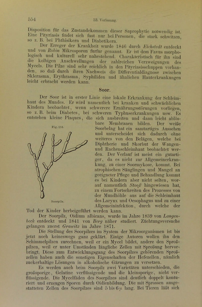 Disposition für das Zustandekommen dieser Saprophytie notwendig ist. kine Pityriasis tindet sich fast nur bei Personen, die stark schwitzen so z. B. bei Phthisikern und Diabetikern. Dei Erreger der Krankheit wurde 1846 durch Eichstcdt entdeckt und von Bobin Mikrosporon furfur genannt. Er ist dem Favus morpho- logisch und kulturell sehr nahestehend. Charakteristisch für ihn sind die kolbigen Anschwellungen der zahlreichen Verzweigungen des Mycels. Die Pilze sind sehr reichlich in den Pityriasisschuppen vorhan- den, so daß durch ihren Nachweis die Ditfercntialdiagnose zwischen Sklerasma, Erythrasma, Syphiliden und ähnlichen Hauterkrankungen leicht erbracht werden kann. Soor. Der Soor ist in erster Linie eine lokale Erkrankung der Schleim- haut des Mundes. Er wird namentlich hei kranken und schwächlichen Kindern beobachtet, wenn schwerere Ernährungsstörungen vorliegen, so z. B. beim Diabetes, bei schweren Typhuserkrankungen usw. Es entstehen kleine Plaques, die sich ausbreiten und dann leicht ablös- bare Membranen bilden. Der weiße Soorbelag hat ein samtartiges Aussehen und unterscheidet sich dadurch ohne weiteres von den Belägen, welche hei Diphtherie und Skorbut der Wangen- und Rachenschleimhaut beobachtet wer- den. Der Verlauf ist meist ein gutarti- ger, da es nicht zur Allgemeinerkran- kung, zu einer Soormykose, kommt. Bei atrophischen Säuglingen und Mangel an geeigneter Pflege und Behandlung kommt es bei Kindern aber nicht selten, wor- auf namentlich Stooß hingewiesen hat, zu einem Fortschreiten des Prozesses von der Mundhöhle aus auf die Schleimhaut des Larynx und Oesophagus und zu einer Allgemeininfektion, durch welche der Tod der Kinder herbeigeführt werden kann. Der Soorpilz, Oidium albicans, wurde im Jahre 1839 von Lcmgen- beck entdeckt und 1841 von Berg näher studiert. Züchtungsversuche gelangen zuerst Grawitz im Jahre 1871. Die Stellung des Soorpilzes im System der Mikroorganismen ist bis jetzt noch keineswegs ganz geklärt. Einige Autoren wollen ihn den Schimmelpilzen zurechnen, weil er ein Mycel bildet, andere den Sproß- pilzen, weil er unter Umständen längliche Zellen mit Sproßung hervor- bringt. Diese zum Entwicklungsgang des Soorpilzes gehörenden Sproß- zellen haben auch die sonstigen Eigenschaften der Hefezellen, nämlich zuckerhaltige Lösungen in alkoholische Gärungen zu versetzen. Es werden auch beim Soorpilz zwei Varietäten unterschieden, die großsporige, Gelatine verflüssigende und die kleinsporige, nicht ver- flüssigende. Die Mycelfäden des Soorpilzes sind deutlich doppelt kontu- riert und erzeugen Sporen durch Oidienbildung. Die mit Sprossen ausge- statteten Zellen des Soorpilzes sind 5 bis 6 u lang. Bei Tieren läßt sich Fig. 116.