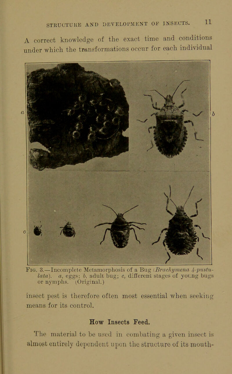 A correct knowledge of the exact time and conditions under which the transformations occur for each individual Fig. 3.—Incomplete Metamorphosis of a Bug {Brachyniena 4-pufitu- lata). a, eggs; h. adult hug; c, different stages of young bugs or nymphs. (Original.) insect pest is therefore often most essential when seeking means for its control. How Insects Feed. 'I'he niiiterial to he used in combating a given insect is almost entirely dependent upon the structure of its mouth-