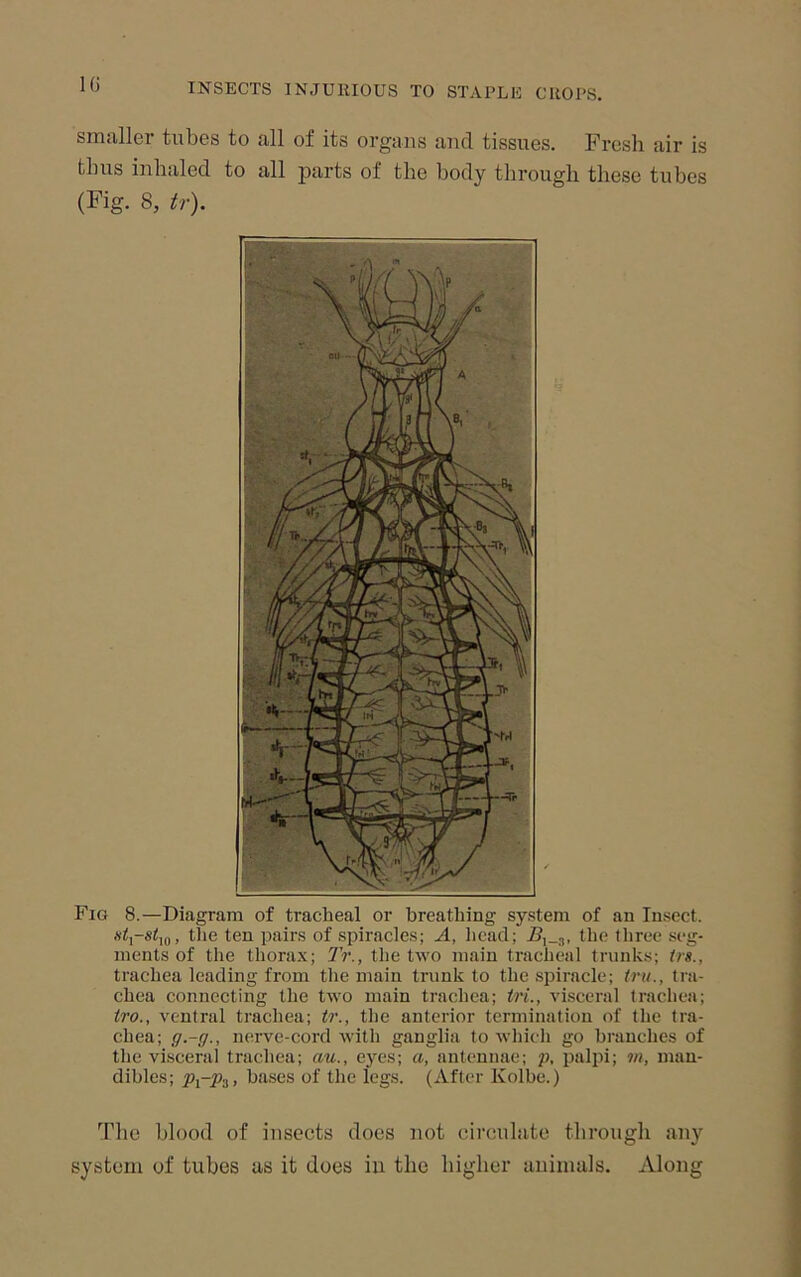 smaller tubes to all of its organs and tissues. Fresh air is thus inhaled to all parts of the body through these tubes (Fig. 8, tr). Fig 8.—Diagram of tracheal or breathing system of an Insect. the ten pairs of spiracles; A, head; B^_^, the three seg- ments of the thorax; Tr., the two main tracheal trunks; trs., trachea leading from the main trunk to the spiracle; tru., tra- chea connecting the two main trachea; iri., visceral trachea; ti'O., ventral trachea; tr., the anterior termination of the tra- chea; g.-g., nerve-cord with ganglia to which go branches of the visceral trachea; au., eyes; a, antennae; p, palpi; m, man- dibles; Pi-Pi, bases of the legs. (After Kolbe.) The blood of insects does not ciretdiite through tiny system of tubes us it does in the higher uuimuls. Along