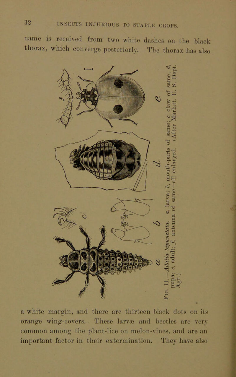 name is received from two wliite dashes on tlie black thorax, which converge posteriorly. The thorax has also a white margin, and there are thirteen black dots on its oraiige wing-covers. These larvai and beetles are very common among the plant-lice on melon-vines, and are an important factor in their extermination, d'hey have also Sezi oP ^ - 0'S C3 C ^ oT bb ei C. o U Zj cS bj*; cS fl •S o Cj . 5 to P.<