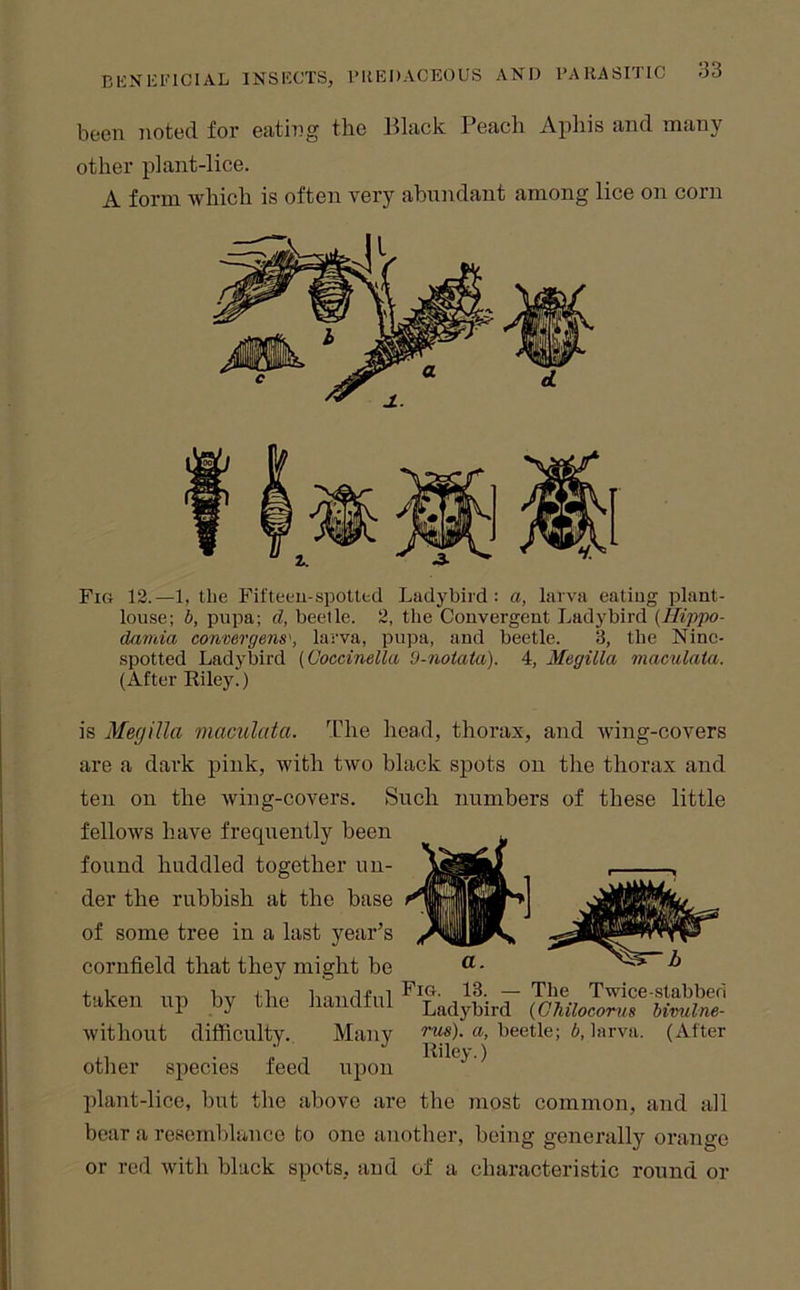 been noted for eating the Black Peach Aphis and many other plant-lice. A form which is often very abundant among lice on corn Fig 12.—1, the Fifteeu-spotted Ladybird: a, larva eatiug plant- louse; b, pupa; d, beetle. 2, the Convergent Ladybird {Hippo- damia conmrgens\ larva, pupa, and beetle. 3, the Nine- spotted Ladybird (Coccinella 9-notata). 4, Megilla maculata. (After Riley.) is Megilla maculata. The head, thorax, and wing-covers are a dark pink, with two black spots on the thorax and ten on the wing-covers. Such numbers of these little fellows have frequently been found huddled together un- der the rubbish at the base of some tree in a last year’s cornfield that they might bo takon nn bv tbr> baurlfnl Twice-Stabbed taken up by tnc liancltul Ladybird (Ghilocorus bivulne- without difficulty. Many t-ws). a, beetle; b, larva. (After ,1 • ; 1 other species feed upon plant-lice, but the above are the most common, and all bear a resemblance to one another, being generally orange or red with black spots, and of a characteristic round or