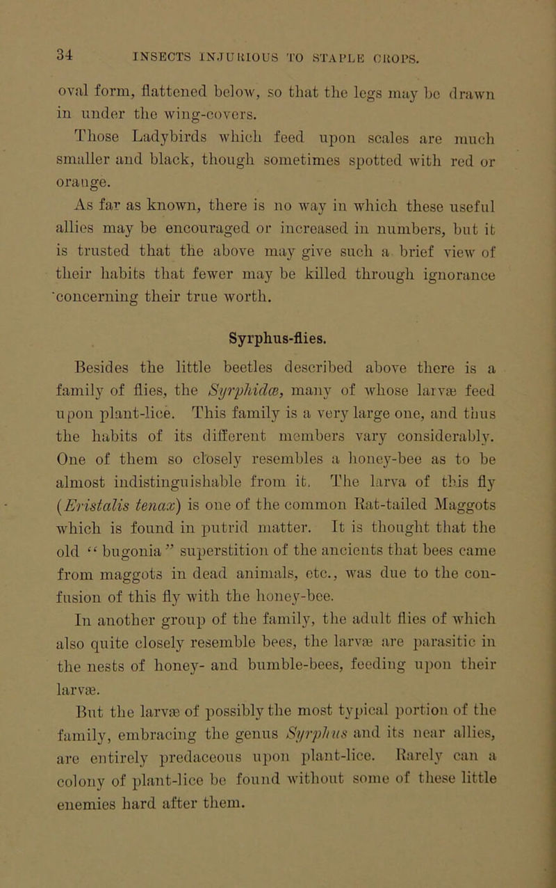 oval form, flattened below, so that the legs may he drawn in under the wing-covers. Those Ladybirds which feed upon scales are much smaller and black, though sometimes spotted with red or orange. As far as known, there is no way in which these useful allies may be encouraged or increased in numbers, hut it is trusted that the above may give such a brief view of their habits that fewer may be killed through ignorance 'concerning their true worth. Syrphus-flies. Besides the little beetles described above there is a family of flies, the SyrphiclcB, many of vdiose laivai feed upon plant-lice. This family is a very large one, and thus the habits of its different members vary considerably. One of them so closely resembles a hone3'--bee as to be almost indistinguishable from it. The larva of this fly {Eristalis tenax) is one of the common Rat-tailed Maggots which is found in putrid matter. It is thought that the old “ bugonia ” superstition of the ancients that bees came from maggots in dead animals, etc., ivas due to the cou- fusion of this fly with the honey-bee. In another group of the family, the adult flies of Avhich also quite closely resemble bees, the larvaj are parasitic in the nests of honey- and bumble-bees, feeding upon tlieir larvie. But the larvas of possibly tlie most typical portion of the family, embracing the genus Syrphus and its near allies, are entirely predaceous u])on plant-lice. Rareh' can a colony of plant-lice be found Avithout some of these little enemies hard after them.