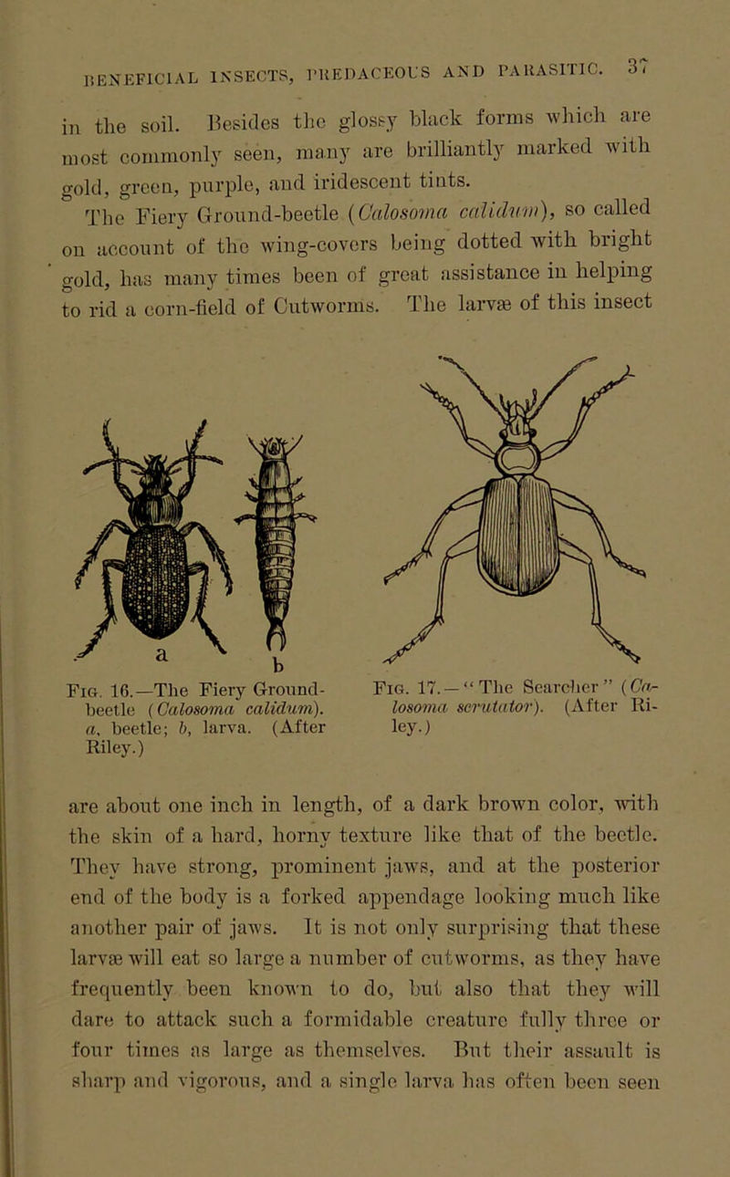 in the soil, besides the glossy black forms which are most commonly seen, many are brilliantly marked with gold, green, purple, and iridescent tints. The Fiery Ground-beetle [Calosoma calidwm), so called on account of the wing-covers being dotted with bright gold, has many times been of great assistance in helping to rid a corn-field of Cutworms. The larvae of this insect Fig. 16.—The Fieiy Ground- beetle (Calosoma calidum). a. beetle; h, larva. (After Riley.) Fig. 17. —“The Searcher” ((7«- losoma scrutator). (After Ri- ley.) are about one inch in length, of a dark brown color, ttdth the skin of a hard, horny textnre like that of the beetle. They have strong, prominent jaws, and at the posterior end of the body is a forked appendage looking much like another pair of jaws. It is not only surprising that these larvae will eat so large a number of cutworms, as they have frecptently been known to do, btii also that they will dare to attack such a formidable creature fully three or four times as large as themselves. But their assault is sharp and vigorous, and a single larva has often been seen