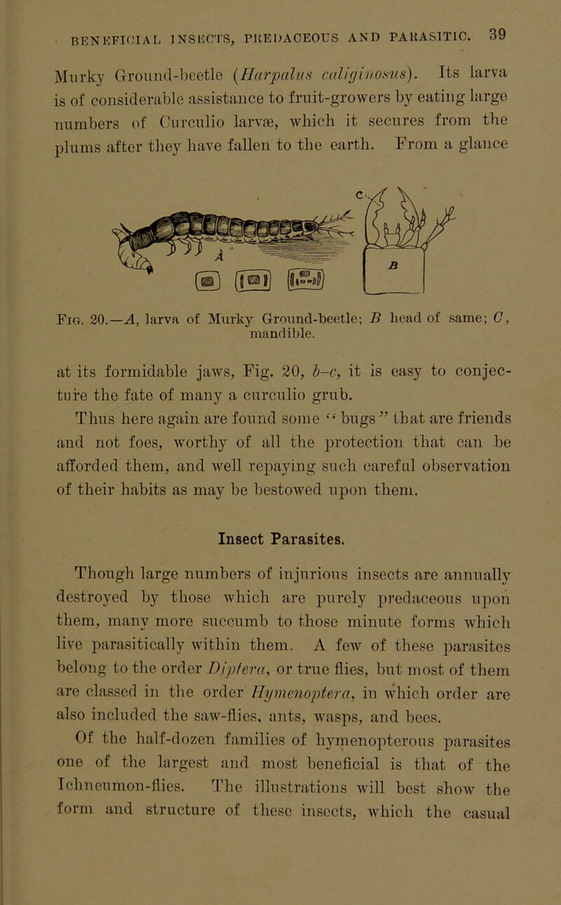 Murky Grouiul-beetle {Hmyalus caliyinoms). Its larva is of considerable assistance to fruit-growers by eating large numbers of Curculio larvte, which it secures from the plums after they have fallen to the earth. From a glance Fig. 20.—A, larva, of Murky Ground-beetle; B head of .same; (7, mandible. at its formidable jaws, Fig. 20, b-c, it is easy to conjec- ture the fate of many a curculio grub. Thus here again are found some “ bugs ” that are friends and not foes, worthy of all the protection that can be afforded them, and well repaying such careful observation of their habits as may be bestowed upon them. Though large numbers of injurious insects are annually destroyed by those which are purely predaceous upon them, many more succumb to those minute forms which live parasitically within them, A few of these parasites belong to the order Dipfera, or true flies, but most of them are classed in the order Ilymcnoi)tera, in which order are also included the saw-flies, ants, wasps, and bees. Of the half-dozen families of hymenopterous parasites one of the largest and most heneflcial is that of the Ichneumon-flies. The illustrations will best show the form and structure of these insects, which the casual Insect Parasites.