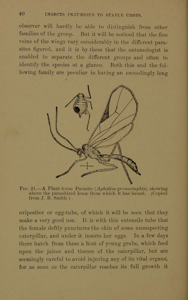 observer will liiirdly be able to distiiiguisli from other families of the group. But it will be noticed that the fine veins of the wings vary considerably in the different para- sites figured, and it is by these that the entomologist is enabled to separate the different groups and often to identify the species at a glance. Both this and the fol- lowing family are peculiar in having an exceedingly long Fig. 21.—A Plaut-louse Parasite (Aphidius gr<rnuriaphis), showing above tiie parasitized louse from which it has issued. (Copied from J. B. Bmith ) ovipositor or egg-tube, of which it will be seen that they make a very good use. It is with this extensile tube that the female deftly punctures tlie skin of some unsuspecting caterpillar, and under it inserts lier eggs. In a few days there hatch from these a host of young grubs, which feed upon the juices and tissues of the caterpillar, but are seemingly careful to avoid injuring any of its vital organs’, for as soon as the catei'iiillar reaches its full growth it