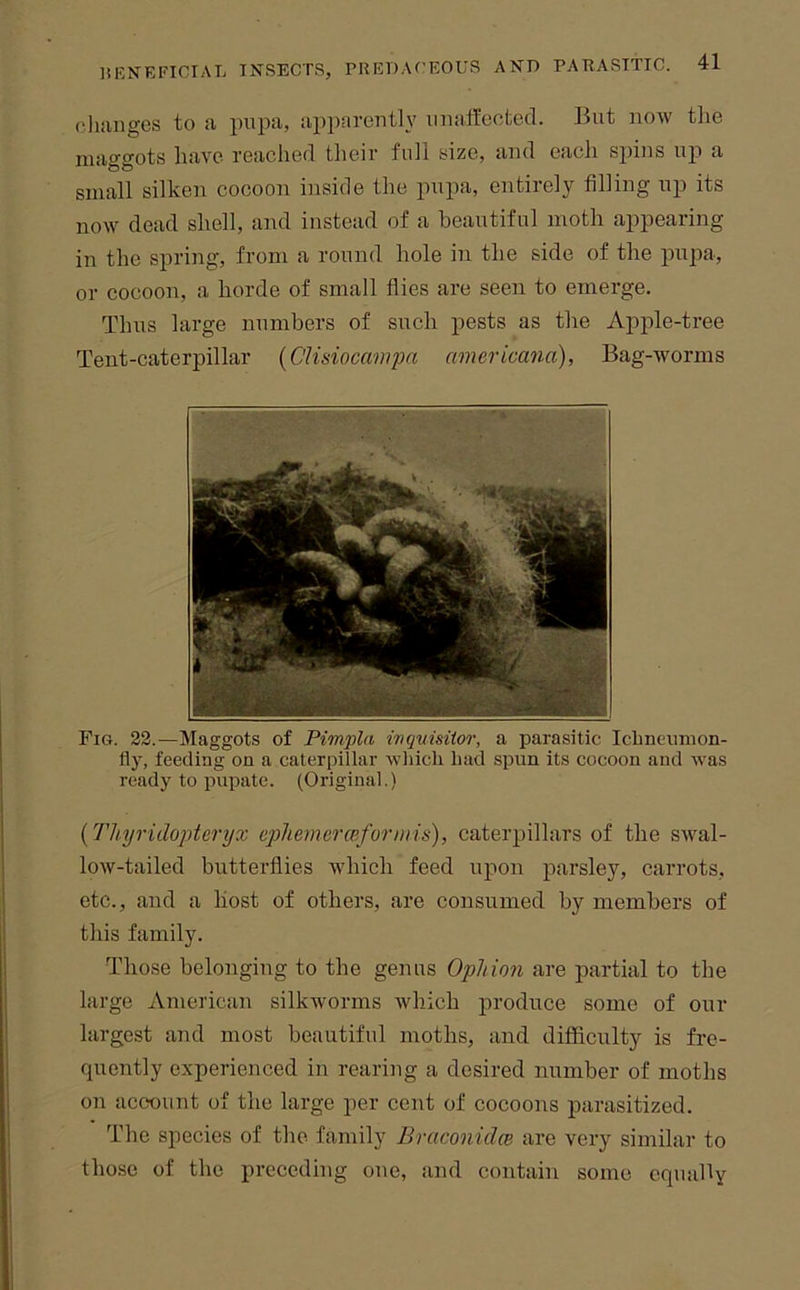 cluiBges to a pupa, apparently iniatlected. But now tlie maggots have reached their full size, and eacli spins up a small silken cocoon inside the pupa, entirely filling up its now dead shell, and instead of a beautiful moth appearing in the spring, from a round hole in the side of the pupa, or cocoon, a horde of small flies are seen to emerge. Thus large numbers of such pests as the Apple-tree Tent-caterpillar {CUsiocampa americana). Bag-worms Fig. 22.—Maggots of Pimpla mqumtor, a parasitic Iclineumon- fly, feeding on a caterpillar which had spun its cocoon and was ready to pupate. (Original.) {Thyridopteryx cpliemerceforniis), caterpillars of the swal- low-tailed butterflies wdiich feed upon parsley, carrots, etc., and a host of others, are consumed by members of this family. Those belonging to the genus Opliion are partial to the large American silkivorms which produce some of our largest and most beautiful moths, and difficulty is fre- quently experienced in rearing a desired number of moths on account of the large per cent of cocoons parasitized. The species of the family Braconidce are very similar to those of the preceding one, and contain some equally