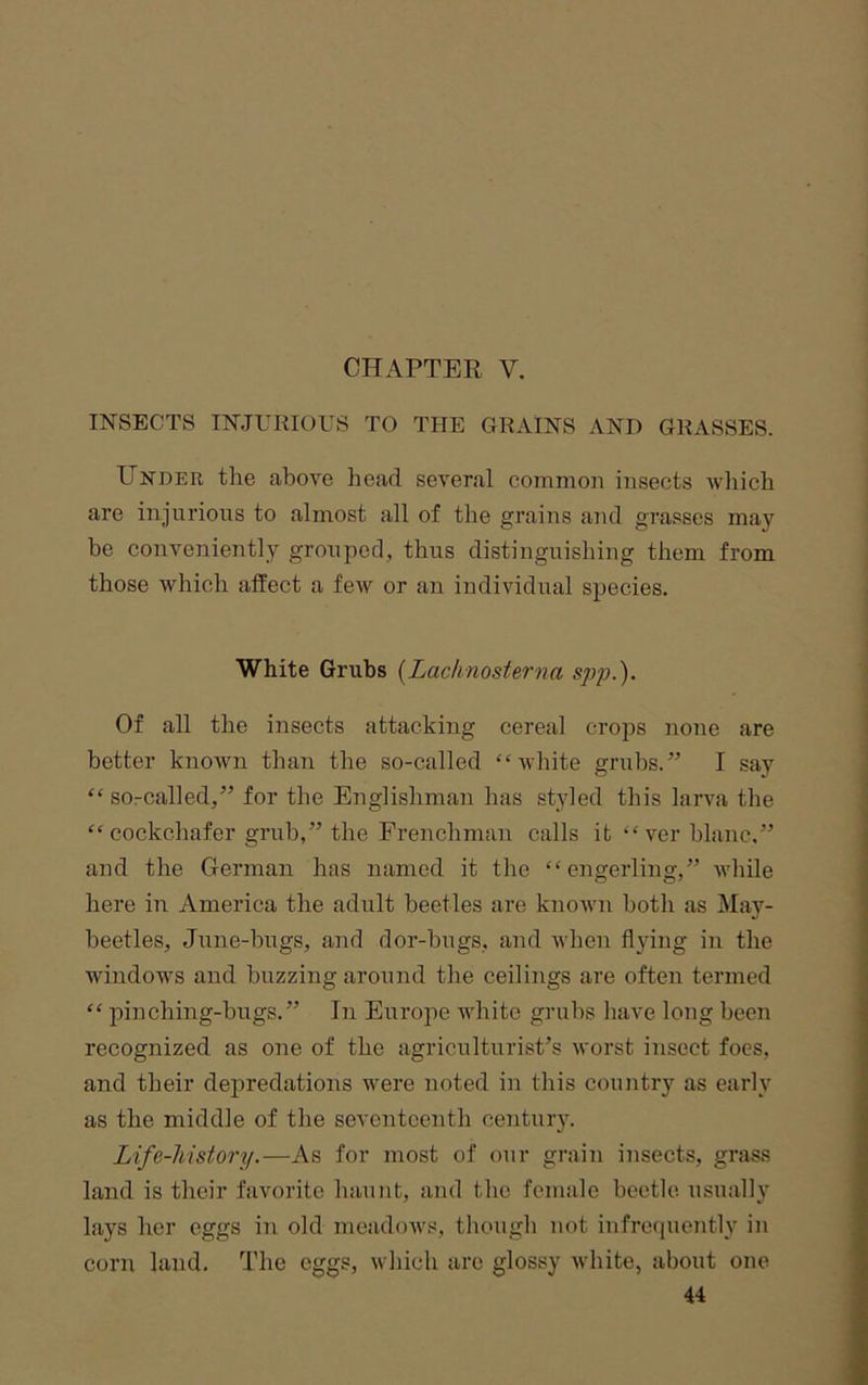 CHAPTER V. INSECTS INJURIOUS TO THE GRAINS AND GRASSES. Under the above head several common insects which are injurious to almost all of the grains and grasses may be conveniently grouped, thus distinguishing them from those which alfect a few or an individual species. White Grubs [Lachnosterna spj).). Of all the insects attacking cereal crops none are better known than the so-called “white grubs.” I say “ sorcalled,” for the Englishman has styled this larva the “cockchafer grub,” the Frenchman calls it “ ver blanc.” and the German has named it the “engerling,” while here in America the adult beetles are known both as May- beetles, June-hugs, and dor-bugs, and when flying in the windows and buzzing around the ceilings are often termed “ pinching-bugs.” In Europe -white grubs have long been recognized as one of the agriculturist’s worst insect foes, and their depredations were noted in this country as early as the middle of the seventeenth centuiy. Life-history.—As for most of our grain insects, grass land is their favorite haunt, and the female beetle usually lays her eggs in old meadoAvs, though not infrequently in corn land. The eggs, which arc glossy Avhite, about one