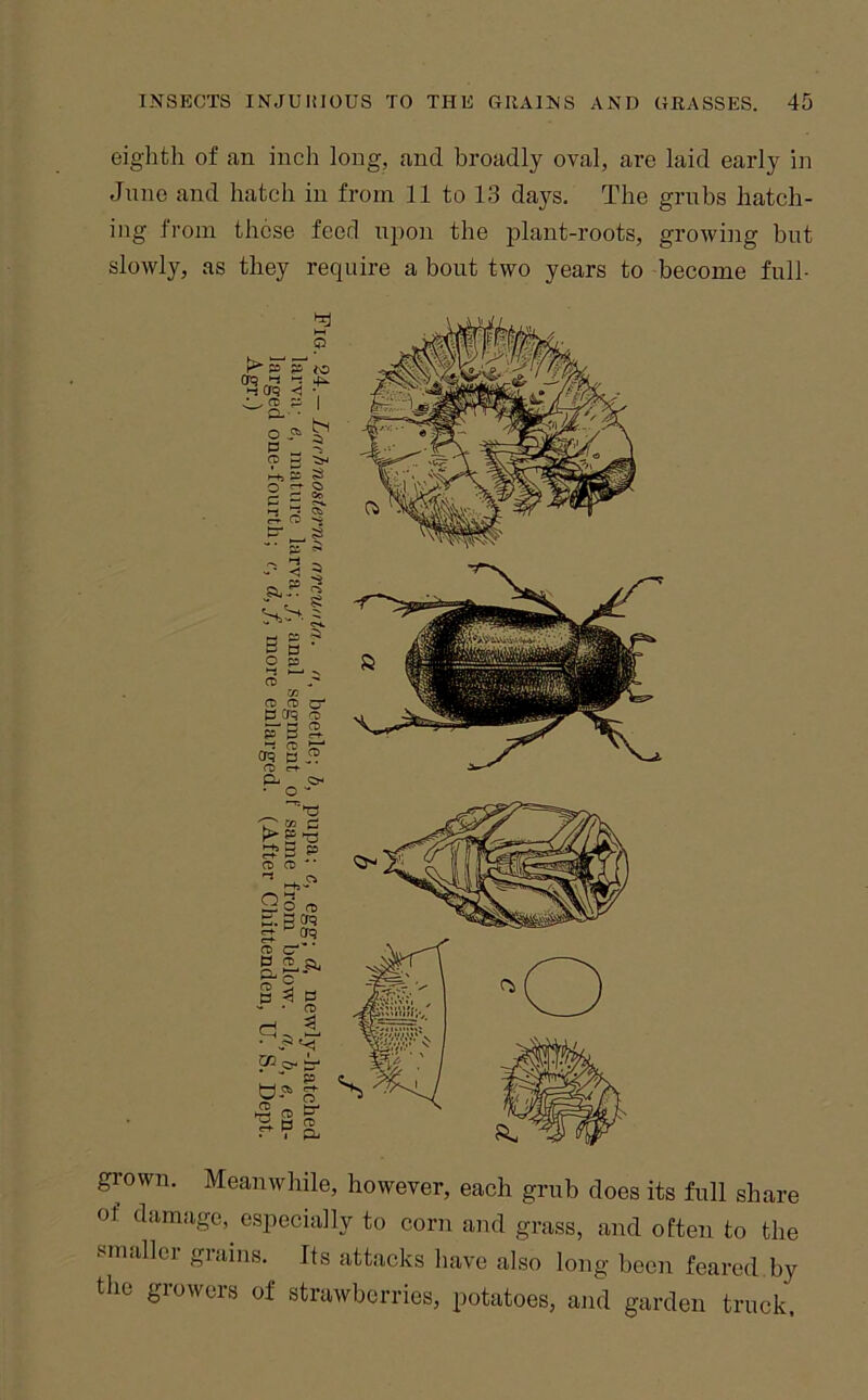 eiglitli of an inch long, and broadly oval, are laid early in June and hatch in from 11 to 13 days. The grubs hatch- ing from these feed upon the plant-roots, growing but slowly, as they require a bout two years to become full- grown. Meanwhile, however, each grub does its full share of damage, especially to corn and grass, and often to the ^mallei giaius. Its attacks have also long been feared by the growers of strawberries, potatoes, and garden truck.