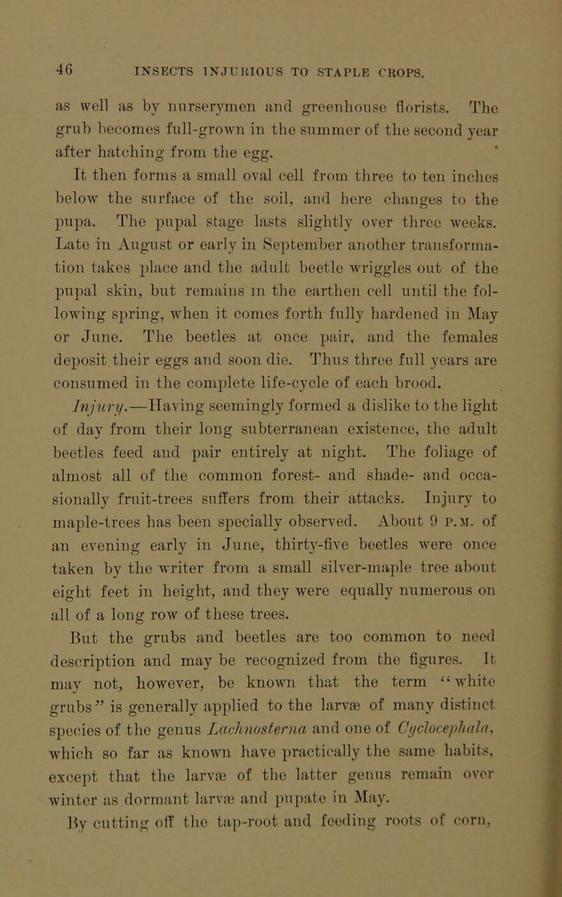 as well as by nurserymen and greenhouse florists. The grub becomes full-grown in the summer of the second year after hatching from the egg. It then forms a small oval cell from three to ten inches below the surface of the soil, and here ehanges to the pupa. The pupal stage lasts slightly over three weeks. Late in August or early in September another transforma- tion takes place and the adult beetle wriggles out of the pupal skin, but remains m the earthen cell until the fol- lowing spring, when it comes forth fully hardened in May or June. The beetles at once pair, and the females deposit their eggs and soon die. Thus three full years are consumed in the complete life-cycle of each brood. Inj^lr^|.—Having seemingly formed a dislike to the light of day from their long subterranean existence, the adult beetles feed and pair entirely at night. The foliage of almost all of the common forest- and shade- and occa- sionally fruit-trees suffers from their attacks. Injury to maple-trees has been specially observed. About 9 p.m. of an evening early in June, thirty-five beetles were once taken by the writer from a small silver-maple tree about eight feet in height, and they were equally numerous on all of a long row of these trees. But the grubs and beetles are too common to need description and may be recognized from the figures. It may not, however, be known that the term “white grubs” is generally applied to the larvie of many distinct species of the genus Laclinosterna and one of Cijclocephala, which so far as known have practically the same habits, except that the larvai of the latter genus remain over winter as dormant larvai and pupate in May. By cutting olf the tap-root and feeding roots of (‘orn,