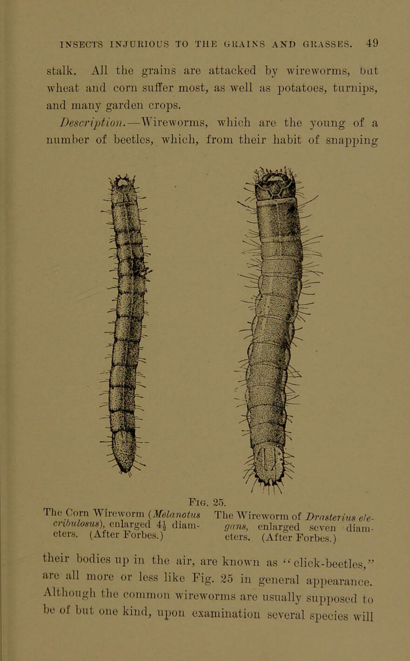 stalk. All the grains are attacked by -wireworms, bat wheat and corn suffer most, as well as jiotatoes, turnips, and many garden crops. Descrijjtion.—Wireworms, which are the yonng of a number of beetles, which, from their habit of snapjjing The Corn Wircworm {Melanotus crihuloms), enlarged 4i diam- eters. (After Forbes.) . 25. The AVi reworm of Drasterius ele- fffins, enlarged seven diam- eters. (After Forbes.) their bodies up in the air, are known as “click-beetles,” are all more or less like Fig. 25 in general appearance. Although the common wireworms are usually sui)posed to be of but one kind, upon examination several species will