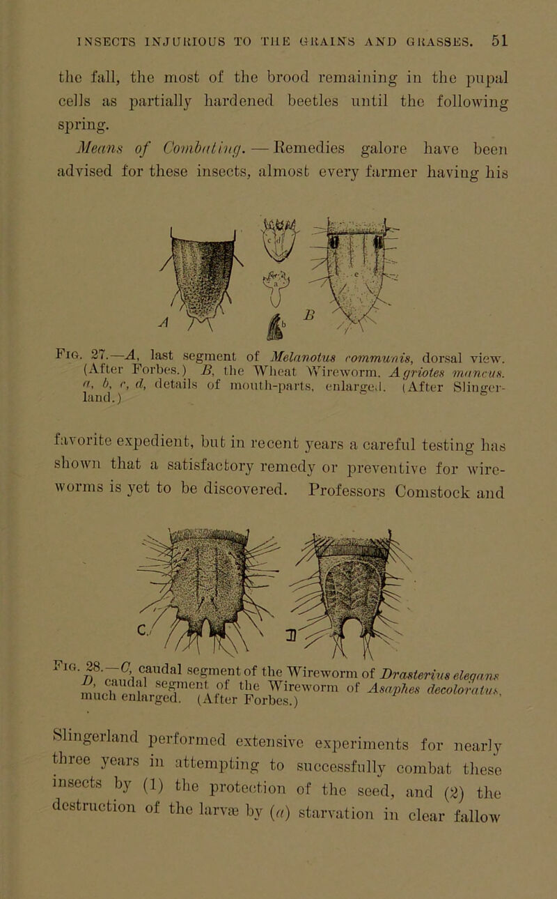 the full, the most of the brood remaining in the pupal cells as jDurtially hardened beetles until the following spring. Means of Combating.—Eemedies galore have been advised for these insects, almost every farmer having his Fig. 27.—A., last .segment of Melanotus rommunis, dor.sal view. (After Forbes.) B, the AVheat Vvii •eworm. Agriotes niancuH. n, b, r, d, details of mouth-parts, enlargeil. (After Slinjjer- land.) s > favorite expedient, but in recent years a careful testing has shown that a satisfactory remedy or jireventive for wire- worms is yet to be discovered. Professors Comstock and Fig. 1 segment of the Wireworm of Drasterius eleqans B, caudal .segment of the Wireworm of Asaphes decoloratvs (After Forbes.) much enlarged. Slingerland performed extensive experiments for nearly three years in attempting to successfully combat these insects by (1) the protection of the seed, and (2) the destruction of the larvai by {a) starvation in clear fallow