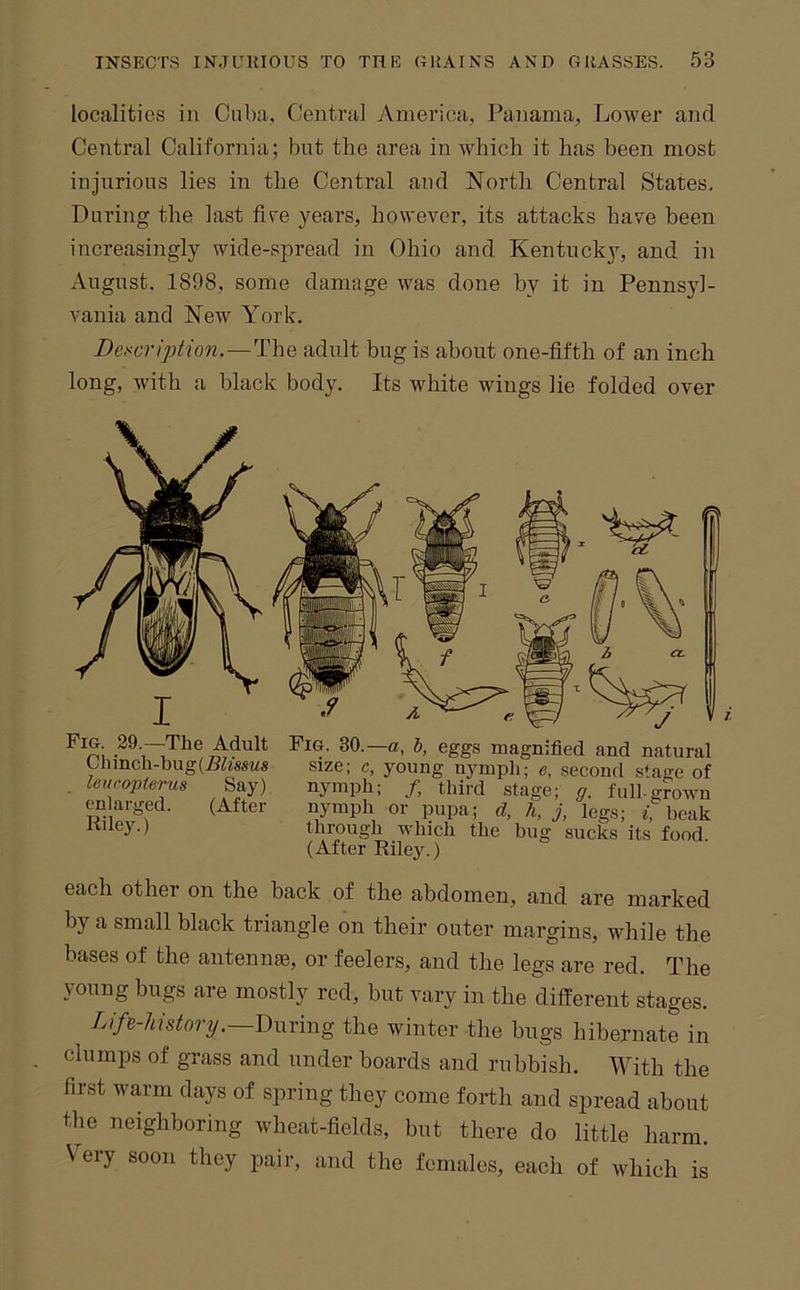 localities in Cuba, Central yVmerica, Panama, Lower and Central California; but the area in which it has been most injurious lies in the Central and North Central States, During the last fire years, however, its attacks have been increasingly wide-spread in Ohio and Kentucky, and in August. 1898, some damage was done by it in Pennsyl- vania and New York. Dexcripiion.—The adult bug is about one-fifth of an inch long, with a black body. Its white wings lie folded over .29-—The Adult Fio. 30.—a, h, eggs magnified and natural Ulimch-bug(i?toMS size; c, young nymph; e, second stage of . leuropierus Say) nymph; /, third stage; g, full-grown en arged. (After nymph or pupa; d, h, j, legs; beak lihey.) through which the bug sucks its food (After Riley.) each other on the back of the abdomen, and are marked by a small black triangle on their outer margins, while the bases of the antennte, or feelers, and the legs are red. The young bugs are mostly rod, but vary in the different stages. LifB-Mstory.~T)Mvmg the winter the bugs hibernate in clumps of grass and under boards and rubbish. With the first warm days of spring they come forth and spread about the neighboring wheat-fields, but there do little harm. Very soon they pair, and the females, each of which is