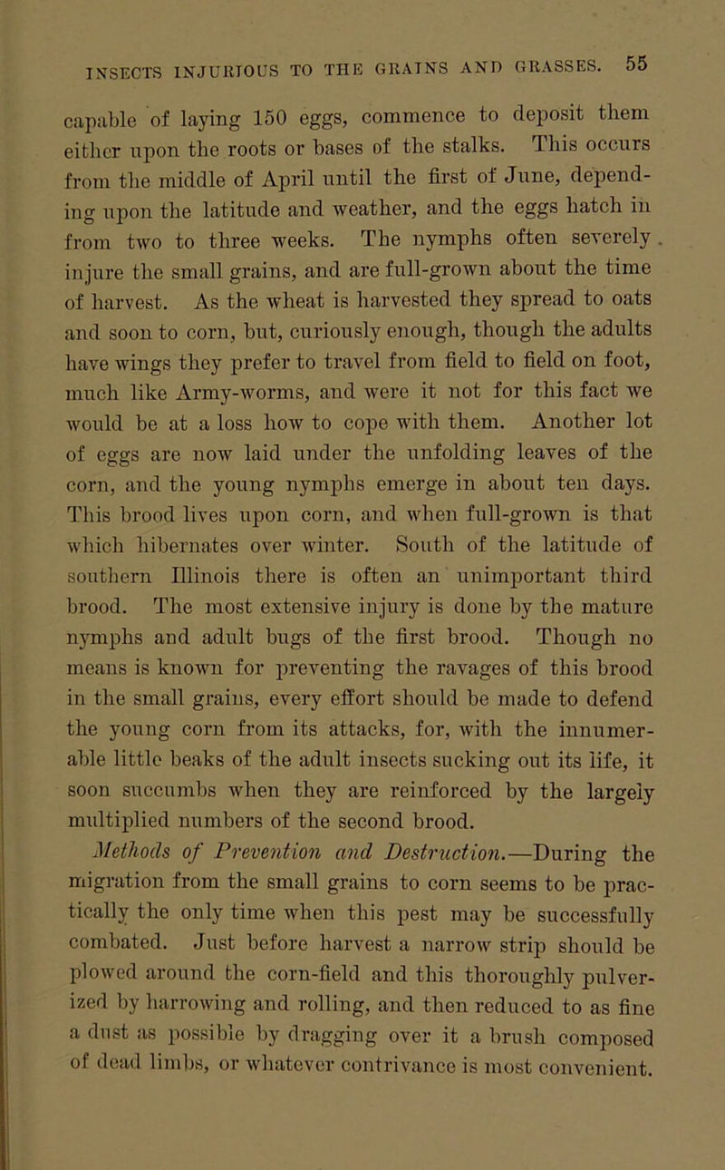 capable of laying 150 eggs, commence to dejiosit them either upon the roots or bases of the stalks. This occurs from the middle of April until the first of June, depend- ing upon the latitude and weather, and the eggs hatch in from two to three weeks. The nymphs often severely . injure the small grains, and are full-grown about the time of harvest. As the wheat is harvested they spread to oats and soon to corn, but, curiously enough, though the adults have wings they prefer to travel from field to field on foot, much like Army-worms, and were it not for this fact we would be at a loss how to cope with them. Another lot of eggs are now laid under the unfolding leaves of the corn, and the young nymphs emerge in about ten days. This brood lives upon corn, and when full-grown is that which hibernates over winter. South of the latitude of southern Illinois there is often an unimportant third brood. The most extensive injury is done by the mature nymphs aud adult bugs of the first brood. Though no means is known for preventing the ravages of this brood in the small grains, every effort should be made to defend the young corn from its attacks, for, with the innumer- able little beaks of the adult insects sucking out its life, it soon succumbs when they are reinforced by the largely multiplied numbers of the second brood. Methods of Prevention and Destruction.—During the migration from the small grains to corn seems to be prac- tically the only time when this pest may be successfully combated. Just before harvest a narrow strip should be plowed around the corn-field and this thoroughly pulver- ized by harrowing and rolling, and then reduced to as fine a dust as possible by dragging over it a brush composed of dead limbs, or whatever contrivance is most convenient.