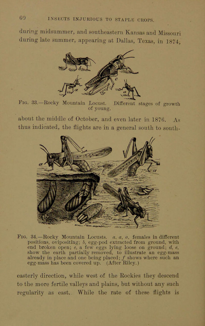 b'J JNSKCTS INJUHIOL'S TO STAl'Lli CKOl>S. (luring midsummer, and southeastern Kansas and Missouri during late summer, appearing at Dallas, Texas, in 1874, Fig. 33.—Rocky Mountain Locust. Different stages of growth of young. about the middle of October, and even later in 1876. As thus indicated, the flights are in a general south to south- Fig. 34.—Rocky Mountain Locusts, a. a, n, females in different positions, ovipositing; b, egg-pod extracted from ground, with end broken open; c, a few eggs lying loose on ground; d, e, show the eartli partially removed, to illustrate an egg-mass already in place and one being placed; / shows where such an egg-mass has been covered up. (After Riley.) easterly direction, while west of the Rockies they descend to the more fertile vallc5^s and plains, but without any such regularity as east. While the rate of these flights is