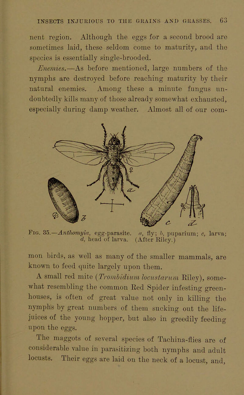 nent region. Although the eggs for a second brood are sometimes laid, these seldom come to maturity, and the species is essentially single-brooded. Enemies.—As before mentioned, large numbers of the nymjihs are destroyed before reaching maturity by their natural enemies. Among these a minute fungus un- doubtedly kills many of those already somewhat exhausted, especially during damp weather. Almost all of our com- Fig. 35.—Anthomyin, egg-parasite, a, fly; h, puparium; c, larva; d, head of larva. (After Riley.) mon birds, as well as many of the smaller mammals, are known to feed quite largely upon them. A small red mite [Trombidinni locustarum Riley), some- what resembling the common Red Spider infesting green- houses, is often of great value not only in killing the nymphs by great numbers of them sucking out the life- juices of the young hopper, but also in greedily feeding upon the eggs. The maggots of several species of Tachina-flies are of considerable value iu parasitizing both nymphs and adult locusts. Tlteir eggs are laid on the neck of a locust, and.