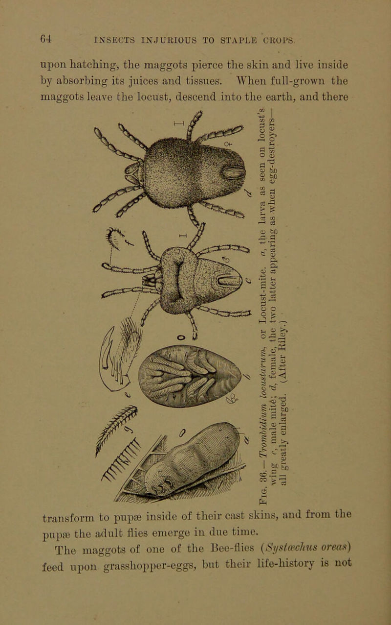 upon hatching, the maggots pierce tlie skin and live inside by absorbing its juices and tissues. When full-grown the maggots leave the locust, descend into the earth, and there transform to pupse inside of their cast skins, and from the pupie the adult flies emerge in due time. The maggots of one of the Bee-flies {Si/sfa>cJius areas) feed upon grasshopper-eggs, but their life-history is not