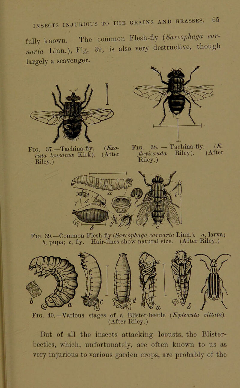 INTSKCTS INJUHIOUS TO THE fully known. The common Flesh-fly {Sarcophaga car- naria Linn.), Fig. 39, is also very destructive, though largely a scavenger. Fig. 37.—Tachina-fly. {Exo- rista leucanim Kirk). (After Riley.) Fig. 38. — Tachina-fly. {E. flavirauda Riley). (Alter Riley.) Fig. 39.—Common Flesh-fly (SarcopJiaga carnnria Linn.), a, larva; b, pupa; c, fly. Hair-lines show natural size. (After Riley.) Fig. 40.—Various stages of a Blister-beetle {Epicauta vittnta). (After Riley.) But of all the insects attacking locusts, the Blister- beetles, which, unfortunately, are often known to us as very injurious to various garden crops, are probably of the