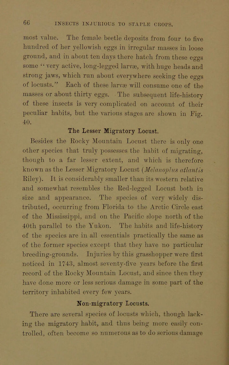 G6 most value. The female beetle deposits from four to five hundred of her yellowish eggs in irregular masses in loose ground, and in about ten days there hatch from these eggs some “ very active, long-legged larvaj, with huge heads and strong jaws, which run about everywhere seeking the eggs of locusts.” Each of these larvfe will consume one of the masses or about thirty eggs. The subsequent life-history of these insects is very complicated on account of their peculiar habits, but the various stages are shown in Fig. 40. The Lesser Migratory Locust. Besides the Rocky Mountain Locust there is only one other species that truly possesses the habit of migrating, though to a far lesser extent, and which is therefore known as the Lesser Migratory Locust {Melmiophis atlantis Riley). It is considerably smaller than its western relative and somewhat resembles the Red-legged Locust both in size and appearance. The species of very widely dis- tributed, occurring from Florida to the Arctic Circle east of the Mississippi, and on the Pacific slope north of the 40th parallel to the Yukon. The habits and life-history of the species are in all essentials j^i’fi'Ctically the same as of the former species except that they have no particular breeding-grounds. Injuries by this grasshopper were first noticed in 1743, almost seventy-five years before the first record of the Rocky Mountain Locust, and since then they have done more or less serious damage in some part of the territory inhabited every few years. Non migratory Locusts. There are several species of locusts which, though lack- ing the migratory habit, and thus being more easily con- trolled, often become so numerous as to do serious damage