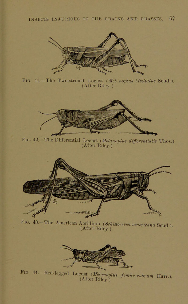 Fig. 41.—The Two-.striped Locust (Melunoplus hivittatus Scud.). (After Riley.) Fig. 42.—The Differential Locust (Melanoplun differenUulis Thos.) (After Riley.) Fig. 43.-The American Acridium (Schisiocerca aviericana Scud 1 (After Riley.) Fig. 44. —Red-legged Locu.st -- \ meinnomus (After Riley.) J OUt UT’ Harr.).