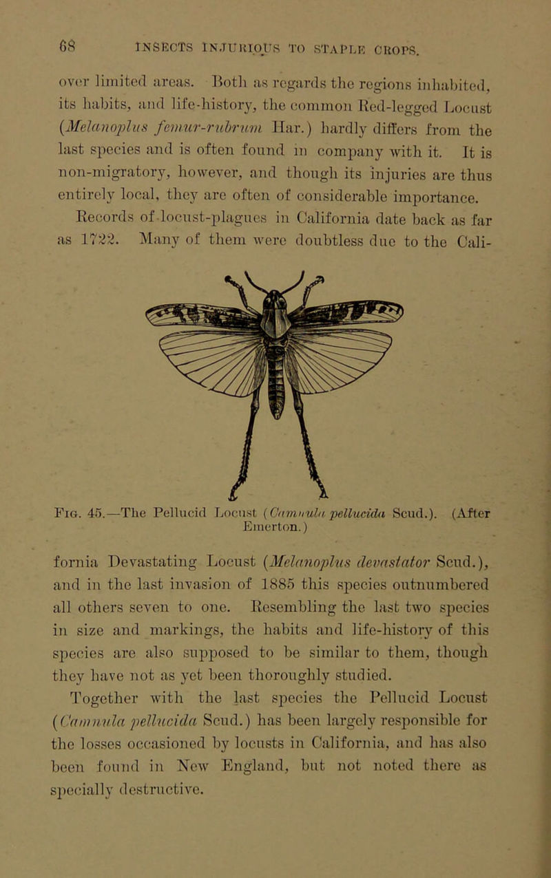 ov(o- limited ureas. lk)th as regards the regions inliahited, its liabits, and life-history, the common Ked-leggod Locust {Melano2)liis femur-ruhrti.m liar.) hardly differs from the last species and is often found in company Avith it. It is non-migratory, however, and though its injuries are thus entirely local, they are often of considerable importance. Records of locust-plagues in California date back as far as 1722. Many of them were doubtless due to the Cali- Fig. 45.—The Pellucid Locust {Gamnula pellucida Scud.). (After Emerton.) fornia Devastating Locust {Mclanoplus de^mstator and in the last invasion of 1885 this species outnumbered all others seven to one. Resembling the last two species in size and markings, the habits and life-history of this species are also supposed to be similar to them, though they have not as yet been thoroughly studied. Together with the last species the Pellucid Locust [Caniuuln pelhicida Scud.) has been largely responsible for the losses occasioned by locusts in California, and has also been found in Ncav England, but not noted there as specially destructive.