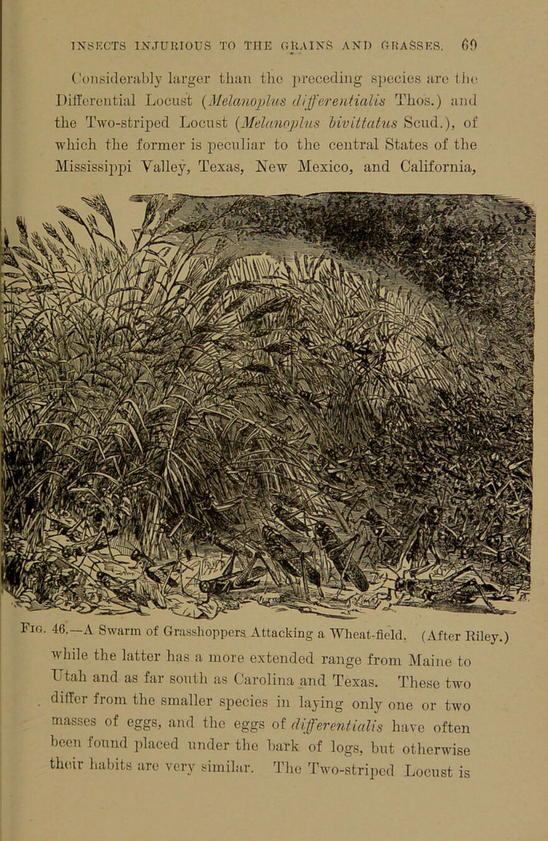 Considembly lurger tliiiu tlie ])receding species iiretiie Ditt’erentuil Locust {Melanojjlus (liJ/ereutiaUs TLos.) iind the Two-striped Locust {Melanoplns Mvitlatus Scud.), of which tlie former is peculiar to the central States of the Mississippi Valley, Texas, New Mexico, and California, A Swarm of Grasshoppers Attacking a Wheat-field. (After Riley.) while the latter has a more extended range from Maine to Utah and as far south as Carolina and Texas. These two differ from the smaller species in laying only one or two masses of eggs, and the eggs of different mils have often been found iilaced under the bark of logs, but otherwise th(ur habits are very similar. The Two-striped Locust is