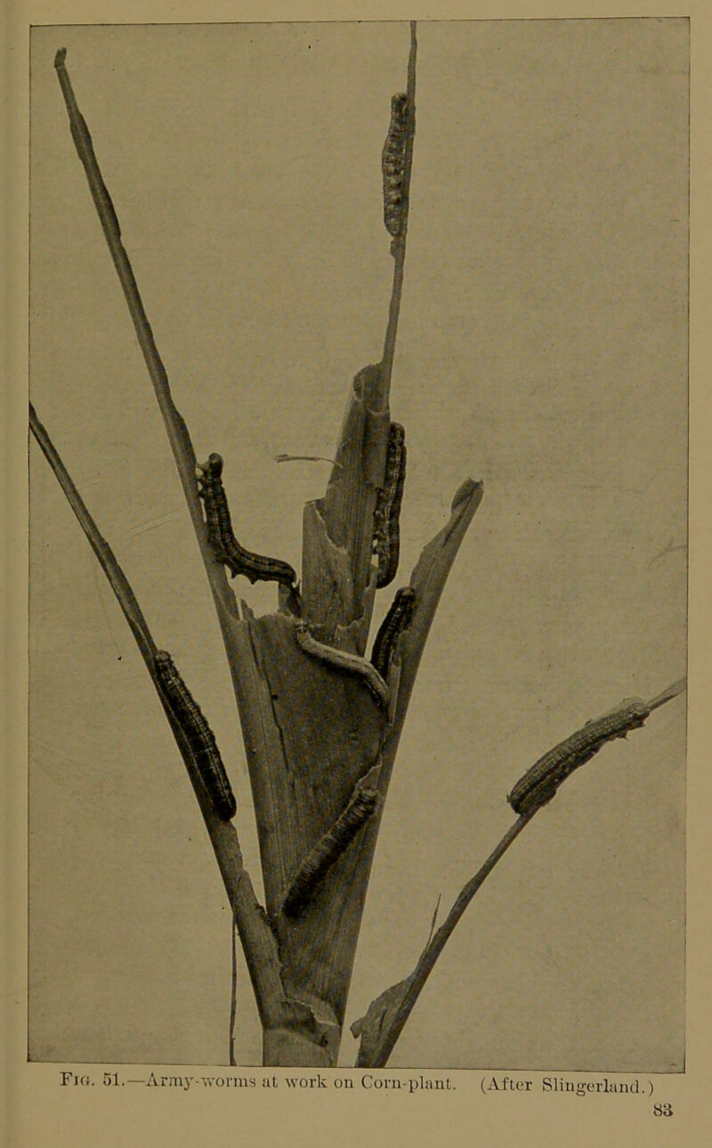 Fi«. 51. —Army-vi’orms at work ou Corn-plant. (After Slingeiiand.) —1