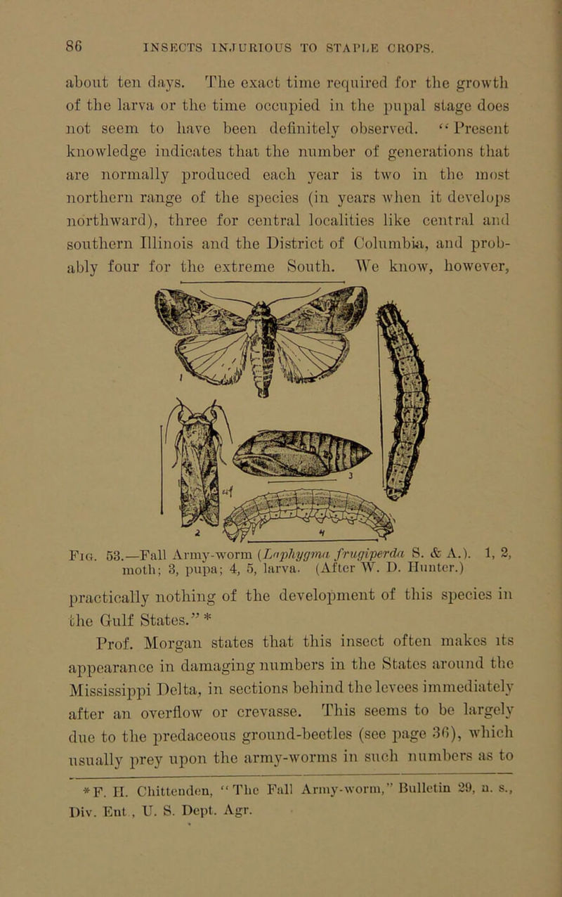 about ten days. '’Idie exact time required for the growth of the larva or the time occupied in the pupal stage does not seem to have been definitely observed. “ Present knowledge indicates that the number of generations that are normally produced each year is tivo in the most northern range of the species (in years ivhen it develops northward), three for central localities like central and southern Illinois and the District of Colurabisi, and prob- ably four for the extreme South. We know, however, Fig. 63.—Fall Army-worm (Lnphygma frugiperda S. & A.). 1, 2, moth; 3, pupa; 4, 5, larva. (After W. I). Hunter.) practically nothing of the development of this species in the Gulf States.” * Prof. Morgan states that this insect often makes its appearance in damaging numbers in the States around the Mississipjii Delta, in sections behind the levees immediately after an overflow or crevasse. This seems to be largely due to the predaceous ground-beetles (see page 36), which usually prey upon the army-worms in such numbers as to *F. II. Chittenden, “The Fall Army-worm,” Bulletin 29, u. s., Div. Eut , U. S. Dept. Agr.