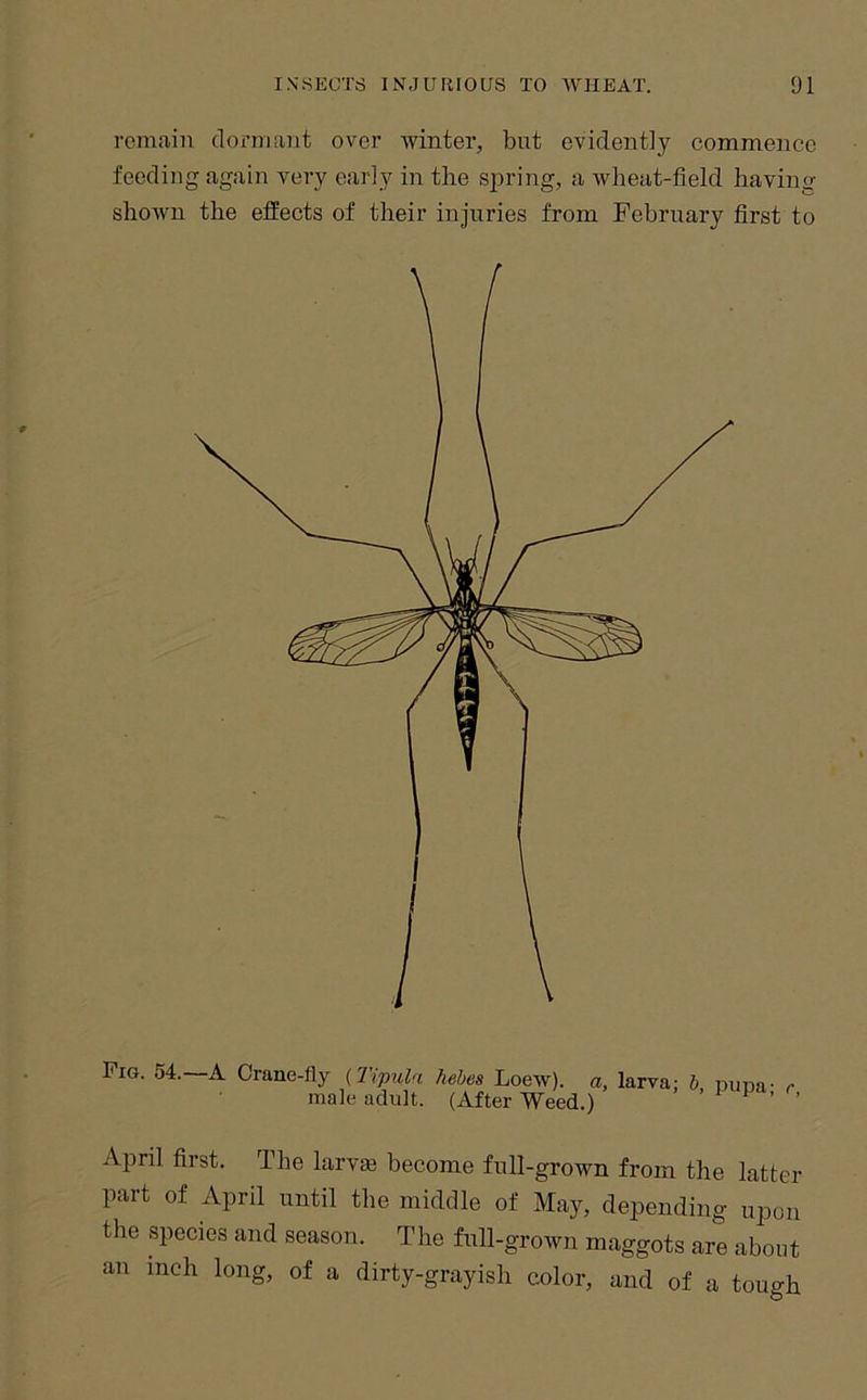 rcmiiin dorniiint over winter, but evidently commence feeding again very early in the spring, a wheat-field having shown the effects of their injuries from February first to Fig. 54. A Crane-fly (Tipula hehes Loew). a, larva; h, puna- r male adult. (After Weed.) > r, April first. The larva3 become full-grown from the latter part of April until the middle of May, depending upon the species and season. The full-grown maggots are about an inch long, of a dirty-grayish color, and of a tough