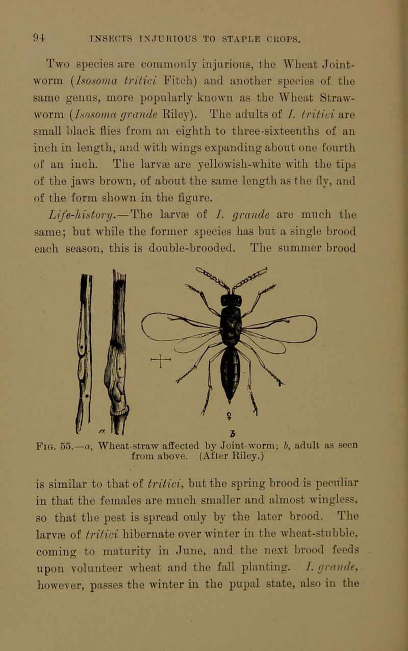 Two species are commonly injurious, the Wheat Joint- worm {Isosoma trilici Fitch) and another species of the same genus, more popularly known as the Wheat Straw- worm {Isosoma grande Riley). The adults of I. tritici are small black flies from an eighth to three-sixteenths of an inch in length, and with wings expanding about one fourth of an inch. The larvee are yellowish-white with the tips of the jaws brown, of about the same length as the fly, and of the form shown in the flgure. Life-history.—The larvEe of I. grande are much the same; but while the former species has but a single brood each season, this is double-brooded. The summer brood Fig. 55.—a. Wheat-straw affected by .loint-worm; b, adult as seen from above. (After Riley.) is similar to that of tritici, but the spring brood is peculiar in that the females are much smaller and almost wingless, so that the pest is spread only by the later brood. The larvte of tritici hibernate over win ter in the wheat-stubble, coming to maturity in June, and the next brood feeds upon volunteer wheat and the fall planting. /. grande, however, passes the winter in the pupal state, also in the