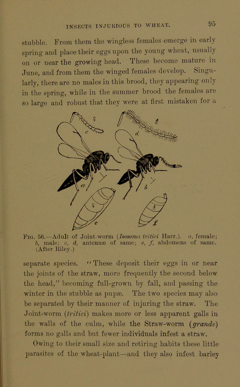 stubble. From them the wingless females emerge in early spring and place their eggs upon the young wheat, usually on or near the growing head. These become mature in June, and from them the winged females develop. Singu- larly, there are no males in this hrood, they appearing only in the spring, while in the summer brood the females aie so large and robust that they were at first mistaken for a Fig. 56.—Adult of Joint-worm {Isosoma iritici Harr.), n, female; h, male; c, d, antenme of same; e, f, abdomens of same. (After Riley.) separate species. “ These deposit their eggs in or near the joints of the straw, more frequently the second below the head,” beeoming full-grown by fall, and passing the winter in the stubble as pupte. The two species may also be separated by their manner of injuring the straw. The Joint-worm {tritici) makes more or less apparent galls in the walls of the culm, while the Straw-worm [grande) forms no galls and but fewer individuals infest a straw. Owing to their small size and retiring habits these little parasites of the wheat-plant—and they also infest barley
