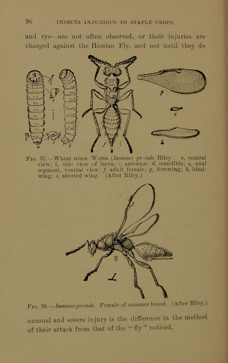 9G aud rye—are not often observed, or tlieir injuries are charged against the Hessian Fly, and not until they do Fig. 57.—Wheat straw Worm {Isosoma gr.mde Riley’, a, ventral view; b, side view of larva; c, antenme; d, mandible; e, anal segment, ventral view;/, adult female; g, forewing; h, hind- wing; i, aborted wing. (After Riley.) Fig. m.—Isosoma grande. Female of summer brood. (After Riley.) unusual and severe injury is the ditference in the method of their attack from that of the “ tly ” noticed.