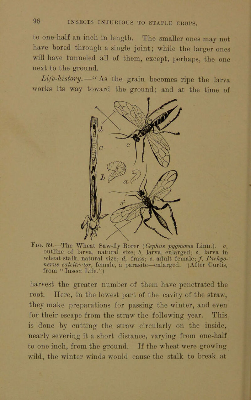 to one-half an inch in length. The smaller ones may not have bored through a single joint; while the larger ones will have tunneled all of them, except, perhaps, the one next to the ground. Life-history.—“As the grain becomes ripe the larva works its way toward the ground; and at the time of Fig. 59.—The Wheat Saw-fly Borer (Cephus pygmaus Linn.), n, outline of larva, natural size; h, larva, enlarged; c, larva in wheat stalk, natural size; d, frass; e, adult female; /, Pnrhyo- nerus calcitrxtor, female, a parasite—enlarged. (After Curtis, from “Insect Life.”) harvest the greater number of them have penetrated the root. Here, in the lowest part of the cavity of the straw, they make preparations for jiassing the winter, and even for their esca^ie from the straw the following year. This is done by cutting the straw circularly on the inside, nearly severing it a short distance, varying from one-half to one inch, from the ground. If the wheat were growing wild, the winter winds would cause the stalk to break at