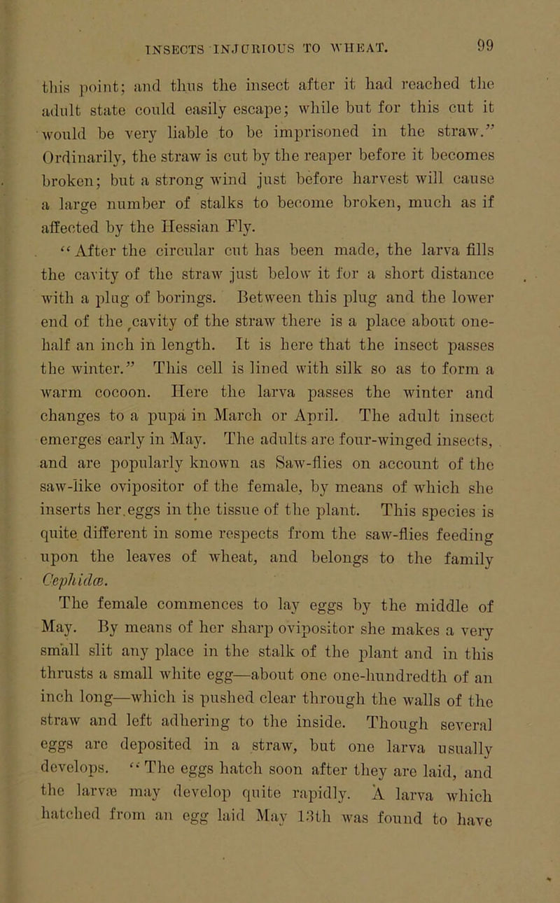 tliis point; iind thus the insect after it had reached tiie adult state could easily escape; while but for this cut it would be very liable to be imprisoned in the straw.” Ordinarily, the straw is cut by the reaper before it becomes broken; but a strong wind just before harvest will cause a large number of stalks to become broken, much as if affected by the Hessian Fly. After the circular cut has been made, the larva fills the cavity of the straw just below it for a short distance Avith a plug of borings. Between this plug and the lower end of the ^cavity of the straw there is a place about one- half an inch in length. It is here that the insect passes the winter.” This cell is lined with silk so as to form a warm cocoon. Here the larva passes the winter and changes to a pupa in March or April. The adult insect emerges early in May. The adults are four-winged insects, and are popularly known as Saw-flies on account of the saw-like ovipositor of the female, by means of whieh she inserts her,eggs in the tissue of the plant. This species is quite, different in some respects from the saw-flies feeding upon the leaves of wheat, and belongs to the family Cephidce. The female commences to lay eggs by the middle of May. By means of her sharp ovipositor she makes a very small slit any place in the stalk of the plant and in this thrusts a small Avhite egg—about one one-hundredth of an inch long—which is pushed clear through the walls of the straw and left adhering to the inside. Though several eggs are deposited in a straw, but one larva usually develops. The eggs hatch soon after they are laid, and the larvaa may develop quite rapidly. A larva which hatclied from an egg laid May i:lth ivas found to have
