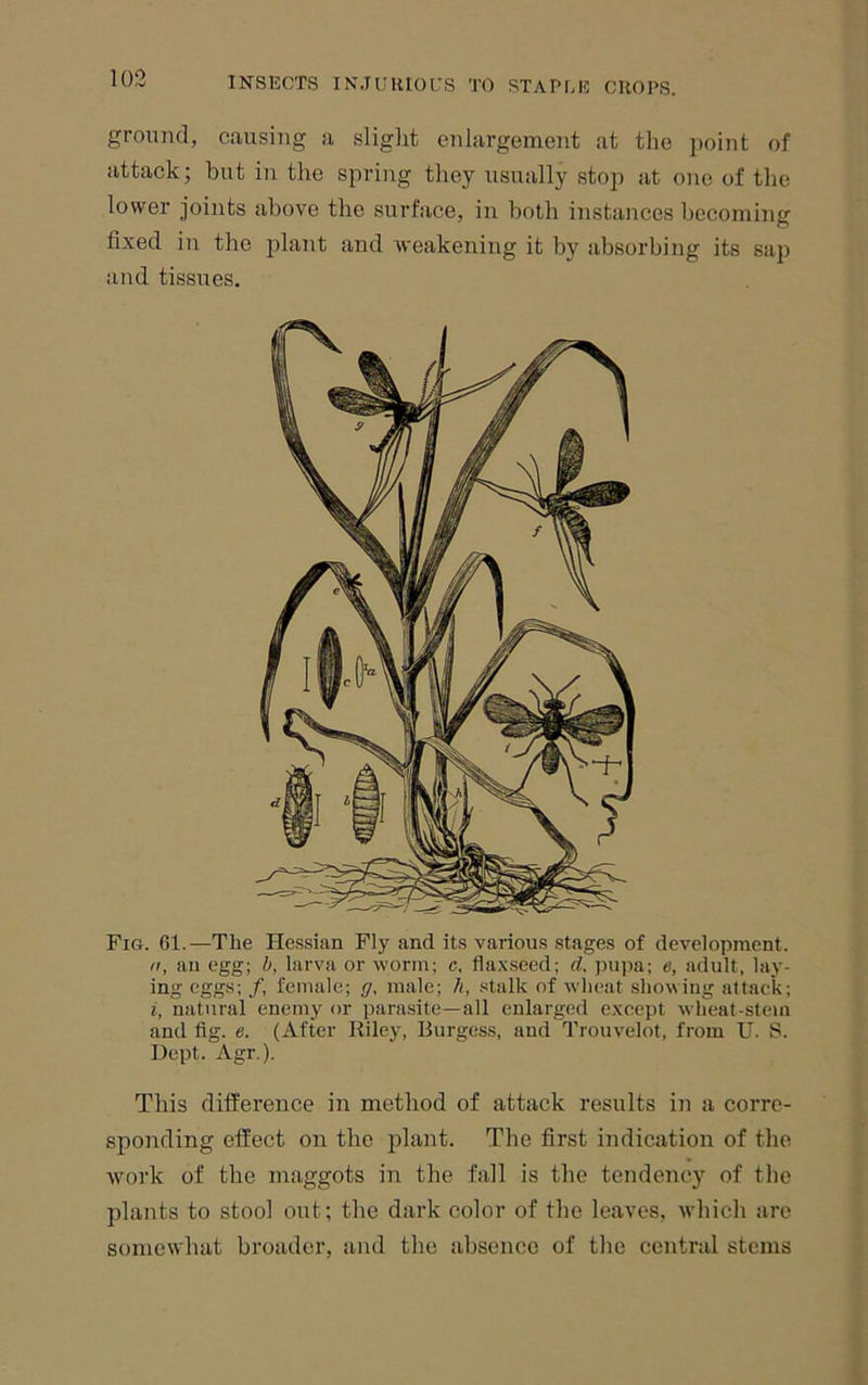 ground, causing a slight enlargement at the jioint of attack; but in the spring they usually stop at one of the lower joints above the surface, in both instances becoming fixed in the plant and weakening it by absorbing its sap and tissues. Fig. 61.—The Hessian Fly and its various stages of development. II, an egg; b, larva or worm; c, flaxseed; d, pupa; e, adult, lay- ing eggs; /, female; g, male; Ji, stalk of wheat showing attack; i, natural enemy or parasite—all enlarged except wheat-stem and fig. e. (After Rile}^ Burgess, and Trouvelot, from U. S. Dept. Agr.). This difference in method of attack results in a corre- sponding effect on the plant. The first indication of the work of the maggots in the fall is the tendency of the plants to stool out; the dark color of the leaves, whieh are somewhat broader, and the absence of the central stems