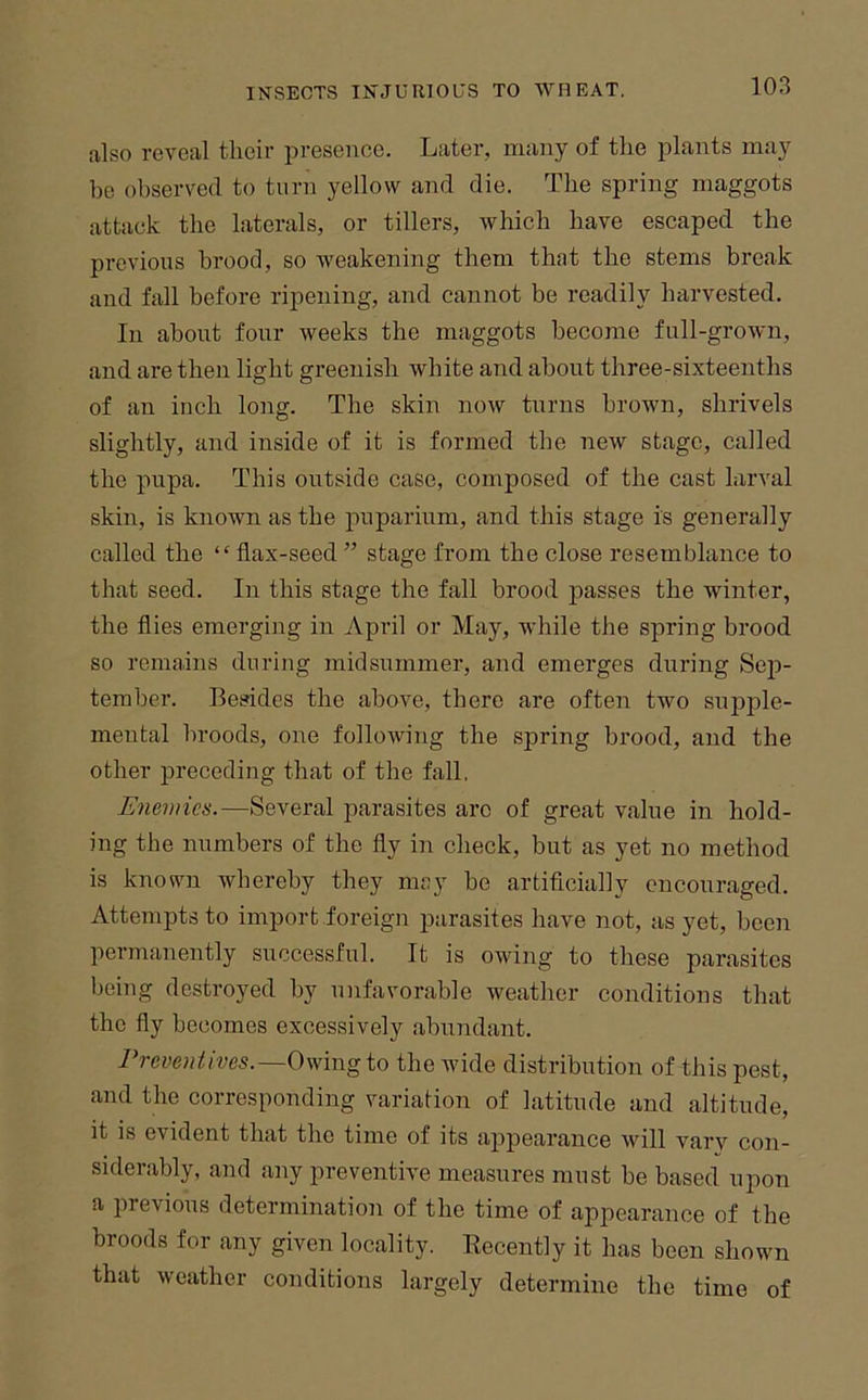 also reveal their presence. Later, many of the plants may be observed to turn yellow and die. The spring maggots attack the laterals, or tillers, which have escaped the previous brood, so weakening them that the stems break and fall before ripening, and cannot be readily harvested. In about four weeks the maggots become full-grown, and are then light greenish white and about three-sixteenths of an inch long. The skin now turns brown, shrivels slightly, and inside of it is formed the new stage, called the pupa. This outside case, composed of the cast larval skin, is known as the puparium, and this stage is generally called the “ flax-seed ” stage from the close resemblance to that seed. In this stage the fall brood passes the winter, the flies emerging in April or May, while the spring brood so remains during midsummer, and emerges during Sep- tember. Besides the above, there are often two supple- mental broods, one following the spring brood, and the other preceding that of the fall. Enemies.—Several parasites arc of great value in hold- ing the numbers of the fly in check, but as yet no method is known whereby they mey be artificially encouraged. Attempts to import .foreign parasites have not, as yet, been permanently successful. It is owing to these parasites being destroyed by unfavorable weather conditions that the fly becomes excessively abundant. Preventives.—Owing to the wide distribution of this pest, and the corresponding variation of latitude and altitude, it is evident that the time of its appearance will vary con- siderably, and any preventive measures must be based upon a previous determination of the time of appearance of the broods for any given locality. Recently it has been shown that weather conditions largely determine the time of